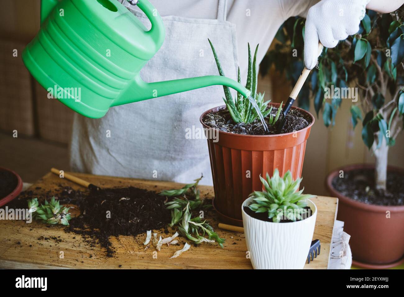 Giardino domestico. Simbiosi houseplant. Come trapiantare un succulente, che propaga succulenti. Donna giardinieri mano trapiantando cactus e. Foto Stock