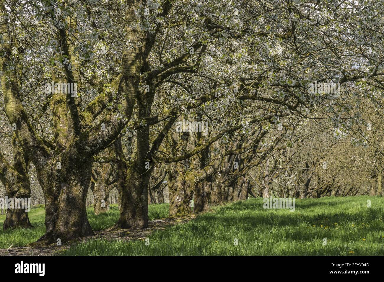 Stagione dei fiori di ciliegio (3) Foto Stock