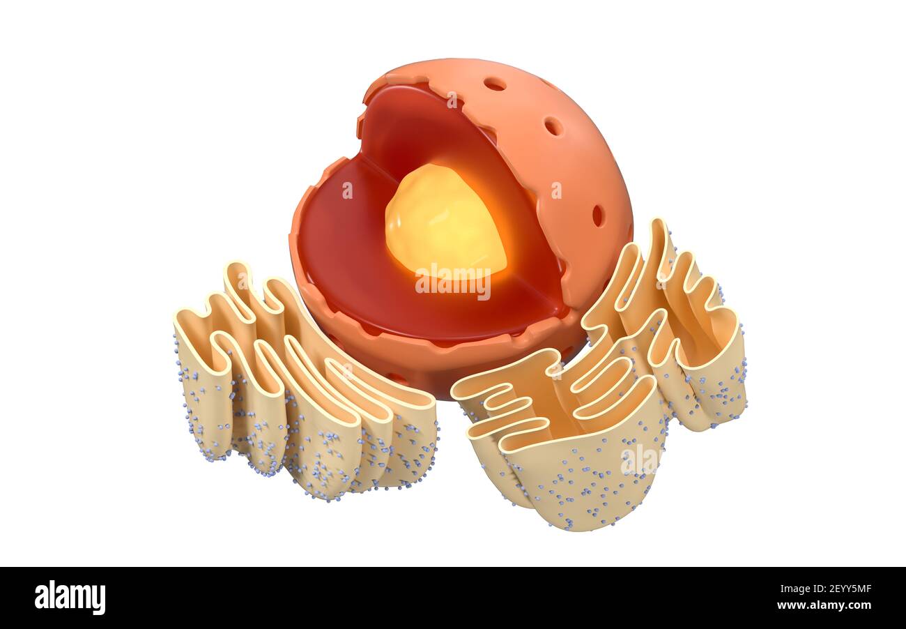 Struttura del reticolo nucleare ed endoplasmatico in una cellula animale, rendering 3d. Vista in sezione. Disegno digitale per computer. Foto Stock