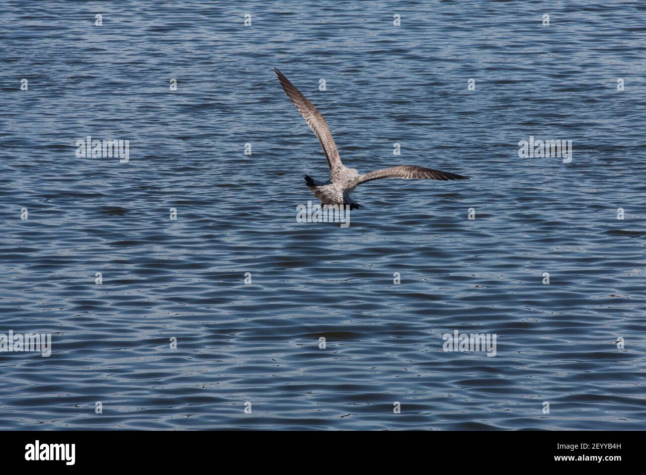 Macchia increspata Black Sea Silver Grande gabbiano in volo sopra l'acqua vola via da noi, ondeggiando ali, fuori della stanza, foto orizzontale Foto Stock