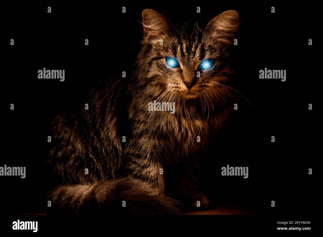 misterioso orrore gatto male con le luci negli alunni Foto Stock