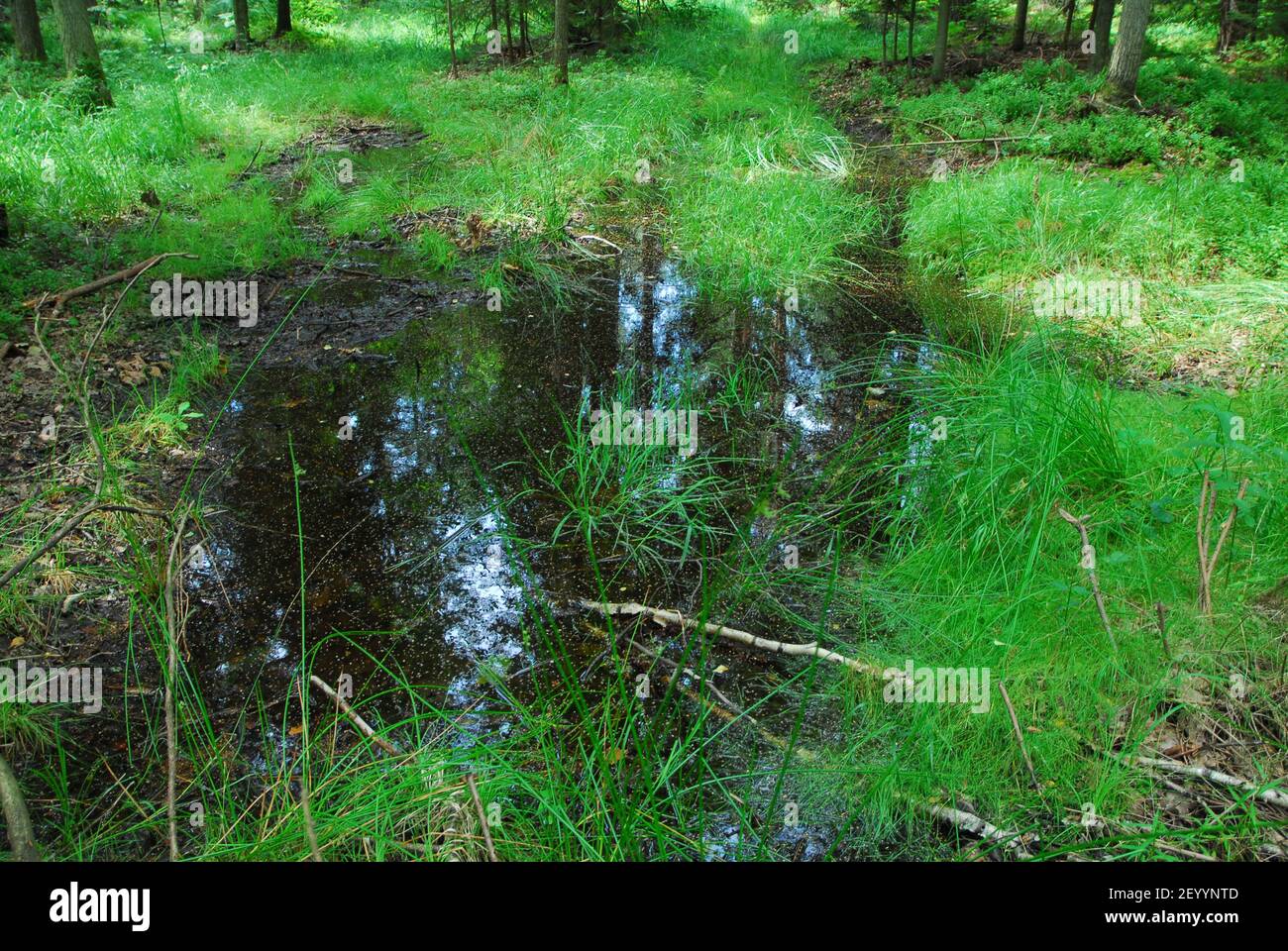 Foresta fiume, foresta verde, erba della foresta, erba verde Foto Stock