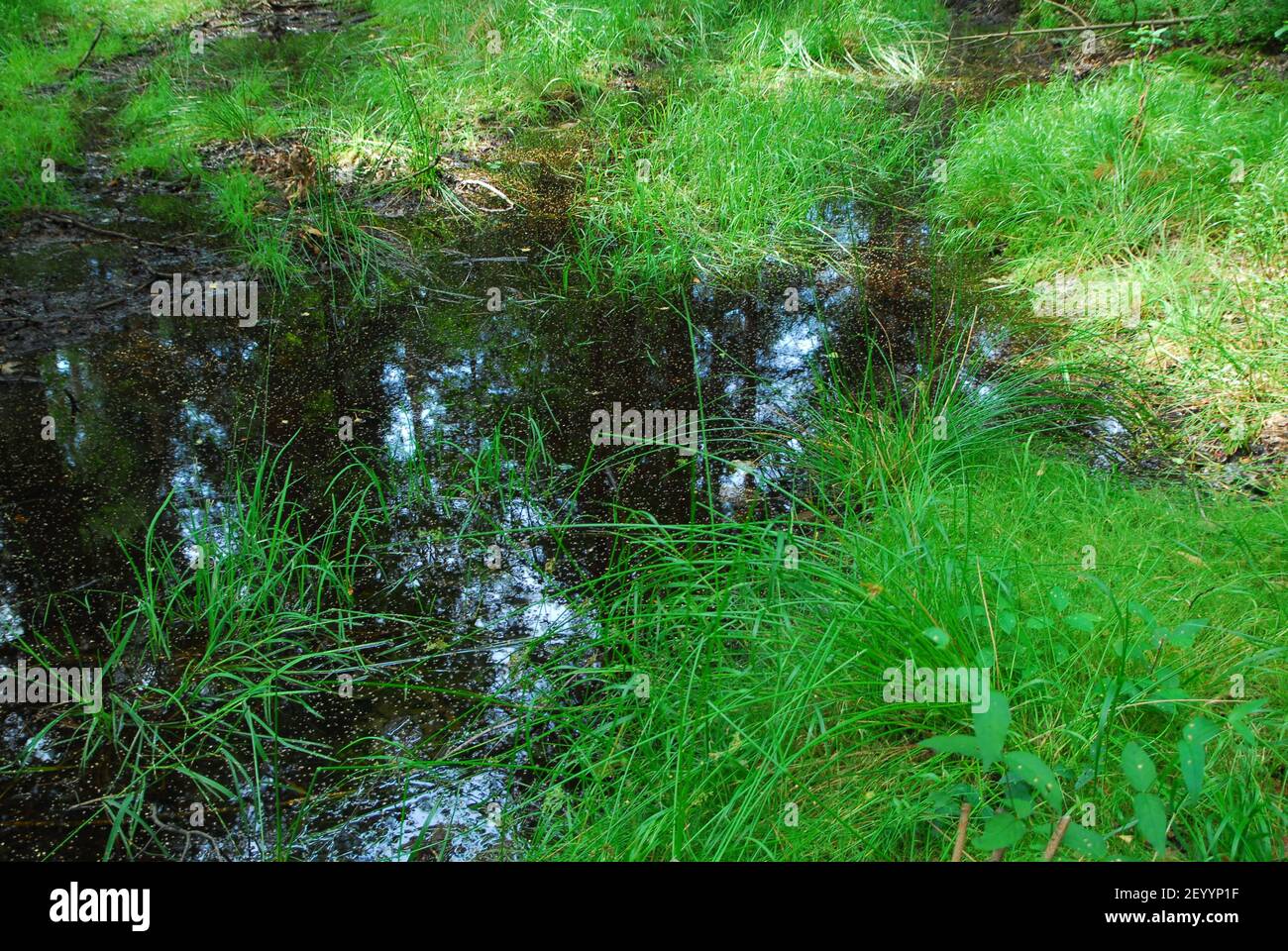 Foresta fiume, foresta verde, erba della foresta, erba verde Foto Stock