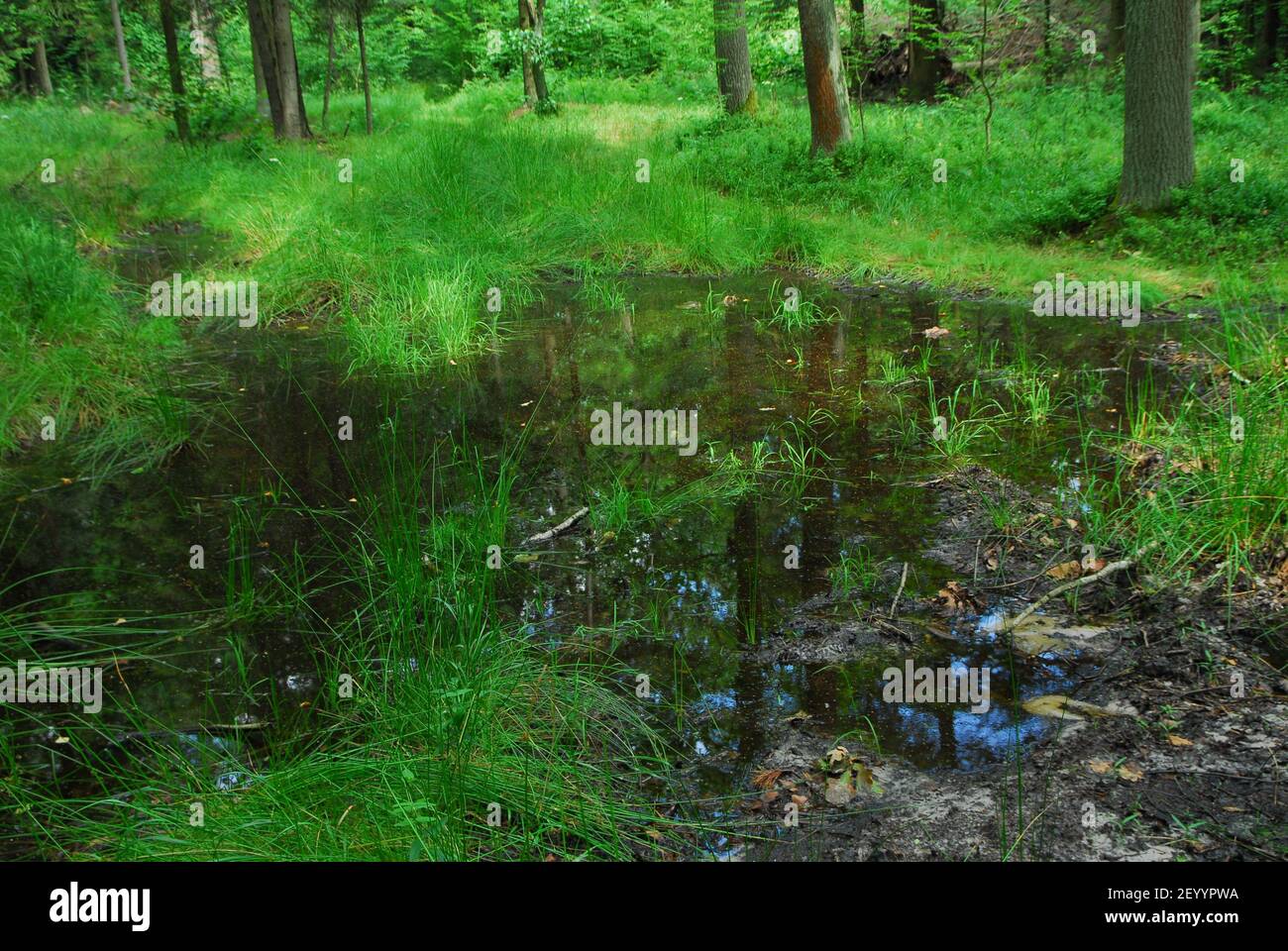 Foresta fiume, foresta verde, erba della foresta, erba verde Foto Stock