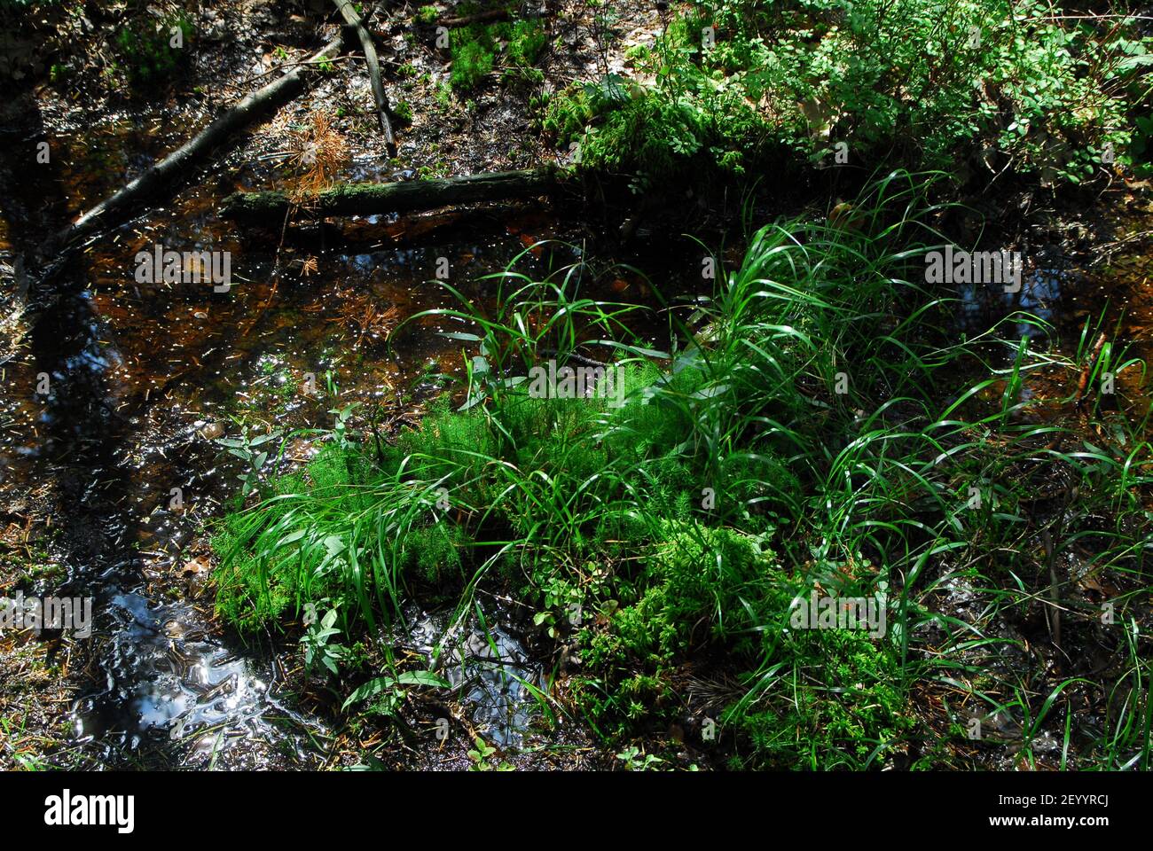 Fiume di foresta, foresta verde, erba di foresta Foto Stock