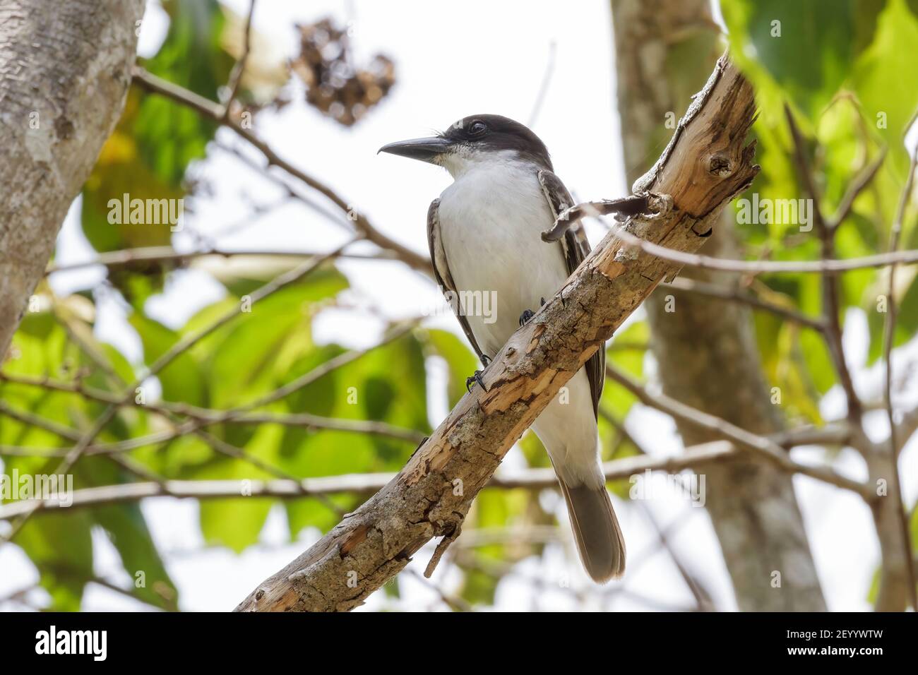 Colibrì gigante, Tyrannus cubensis, adulto arroccato sul ramo nella foresta, Najasa, Cuba, 31 marzo 2010 Foto Stock