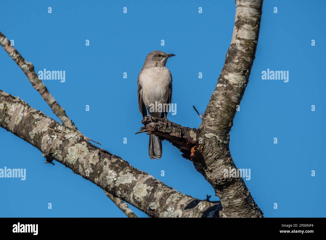 Foebe orientale adulto arroccato su un albero rotto diramazione rivolta verso l'esterno con un cielo blu chiaro in sfondo di una giornata di sole in inverno Foto Stock