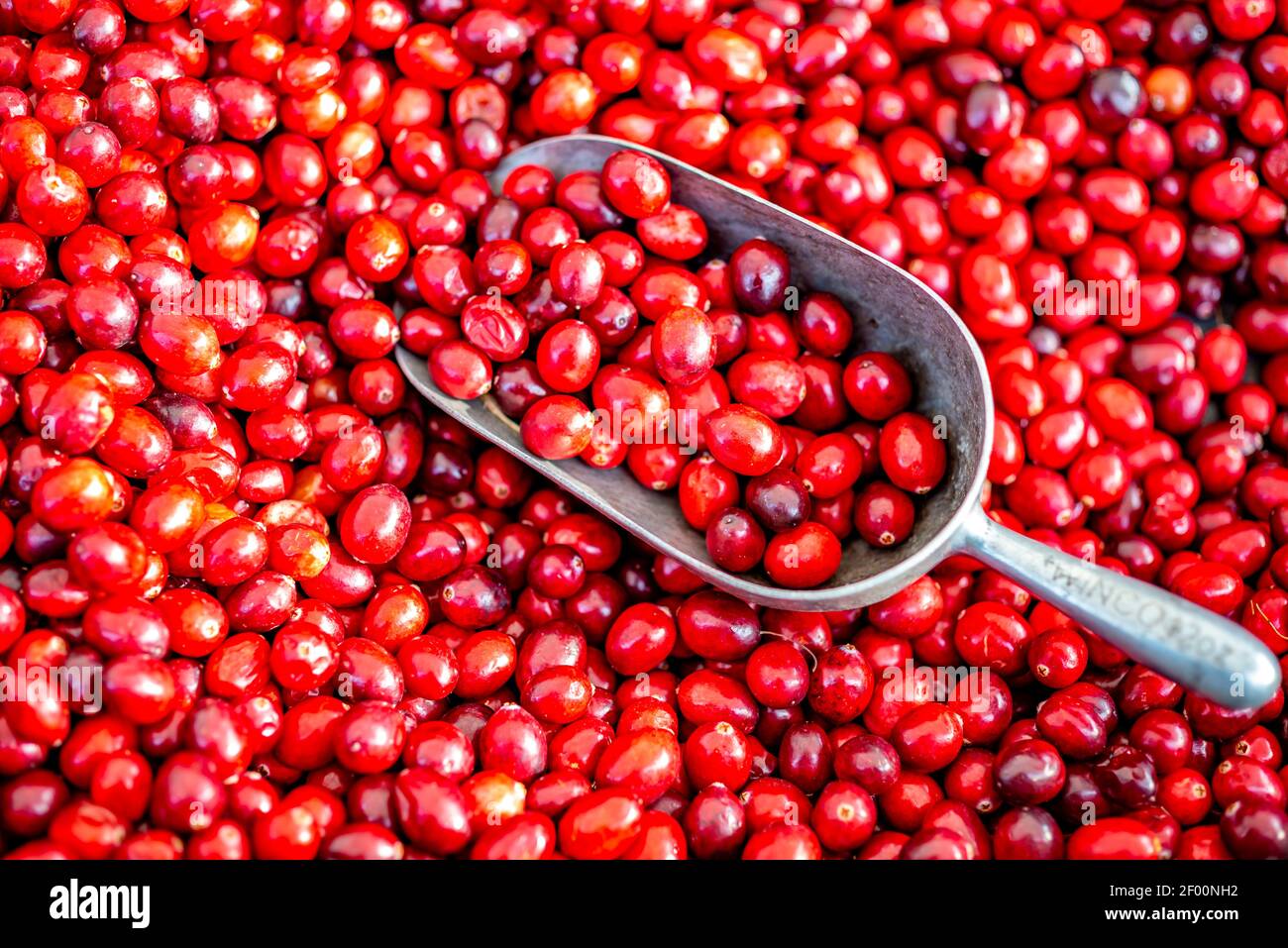 Arbusti nani sempreverdi immagini e fotografie stock ad alta risoluzione -  Alamy