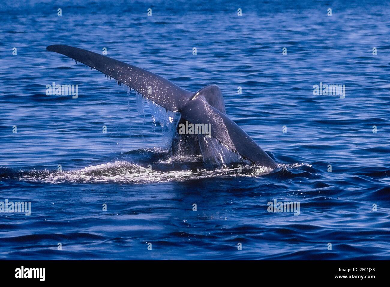 Blue Whale; Mare di Cortez; Baja, Messico Foto Stock