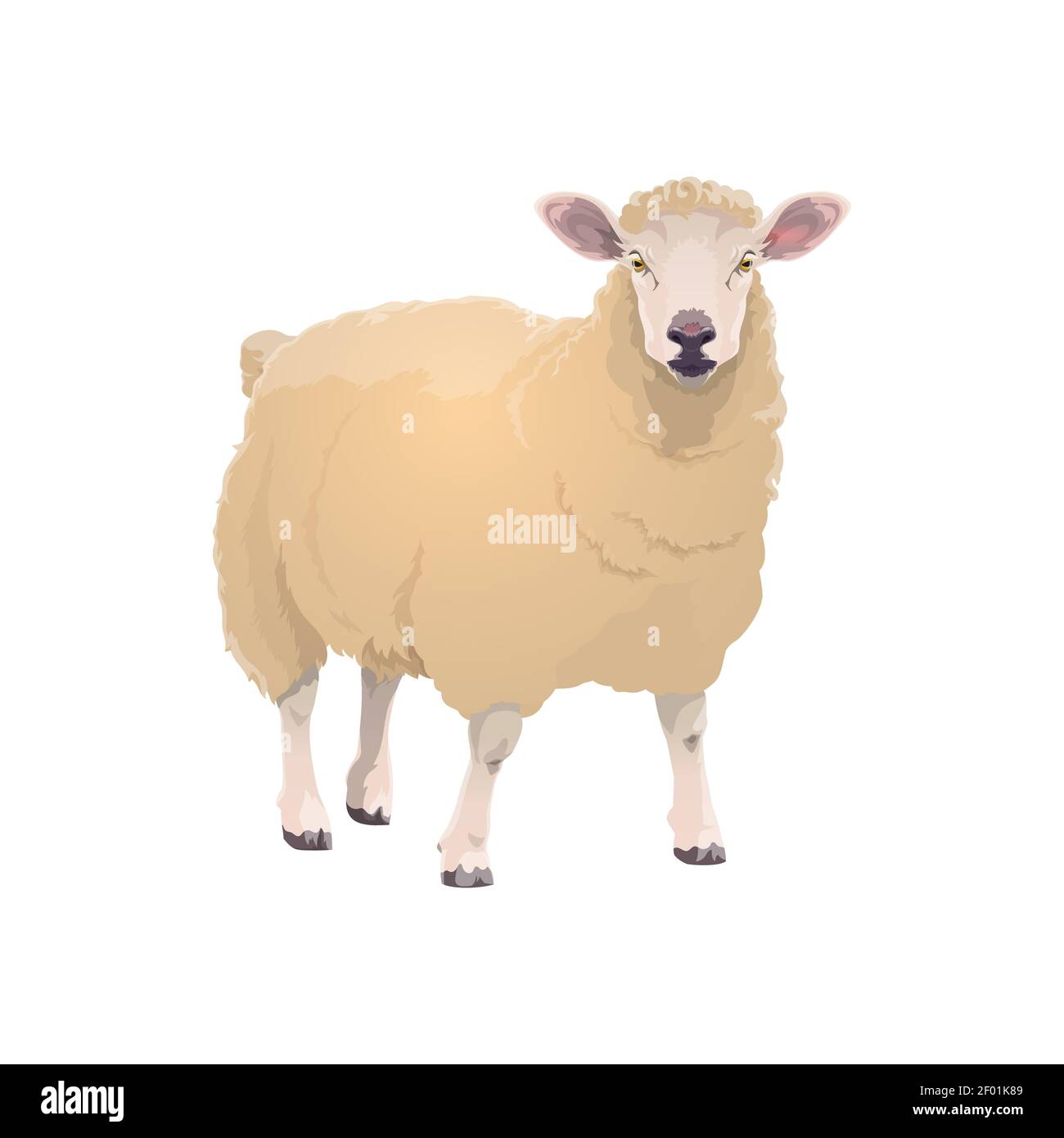 Pecora di agnello, icona dell'animale da fattoria, vettore allevamento di bestiame e carne di montone prodotto simbolo. Cartoon isolato pecora di agnello, macellaio e mercato agricolo ani Illustrazione Vettoriale