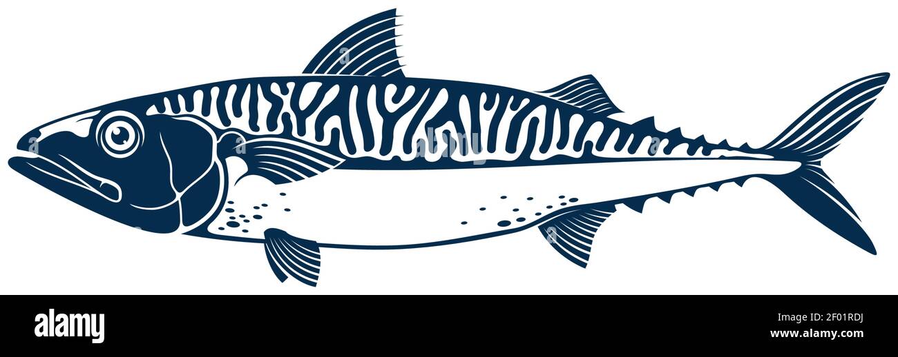 Sgombro Nome comune di diverse specie di pesci pelagici, famiglia Scombridae. Vector Sgombro indiano corto, pesce di wahoo scombrid dell'Atlantico del chub. Underwa Illustrazione Vettoriale