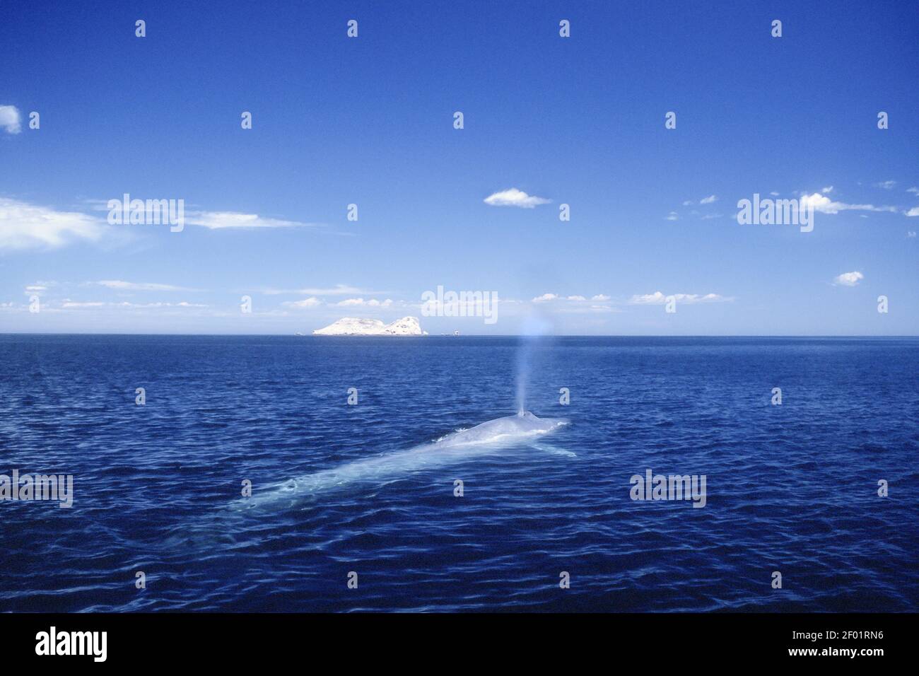 Blue Whale; Mare di Cortez; Baja, Messico Foto Stock