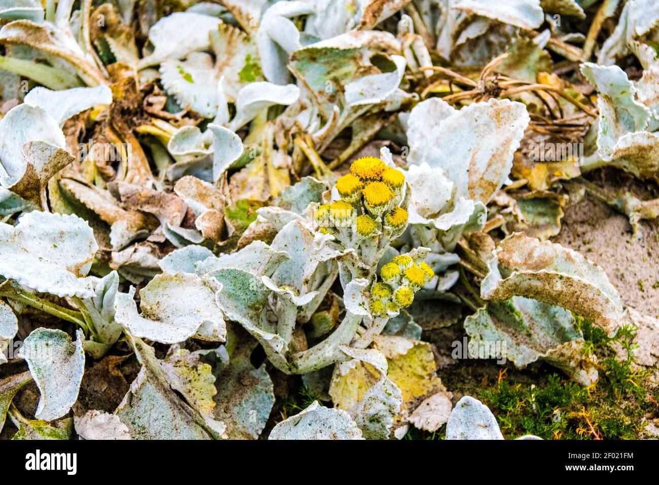 Cavolo di mare, candicani Senecio, con fiori gialli sull'Isola dei leoni marini, Isole Falkland, territorio britannico d'oltremare Foto Stock