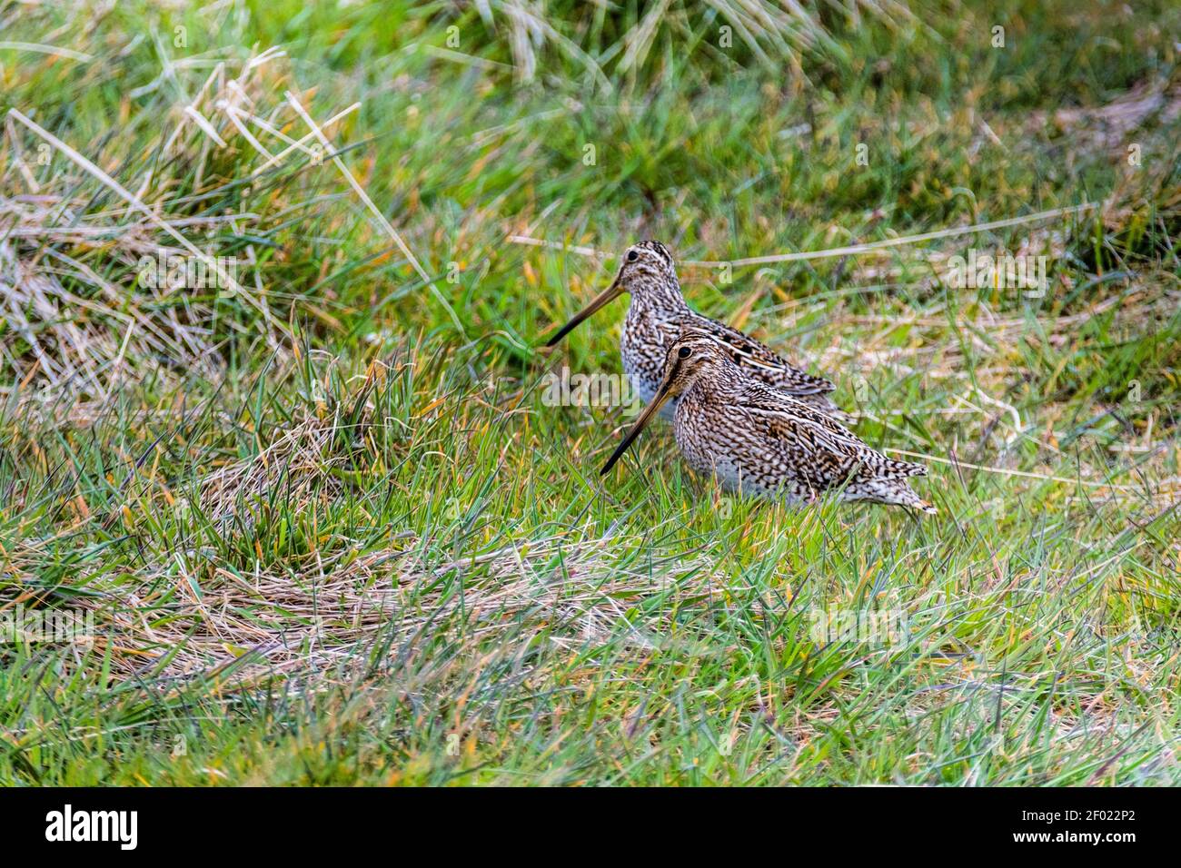 Coppia di Snipes Magellanici, Gallinago magellanica, Isola dei leoni marini, nelle Isole Falkland, territorio d'oltremare britannico Foto Stock