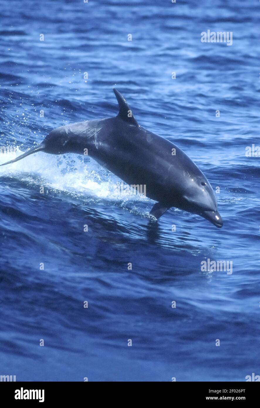 Messico; Baja California; Mare di Cortez; Fauna; mammiferi marini; Delfini tursiopi; Foto Stock