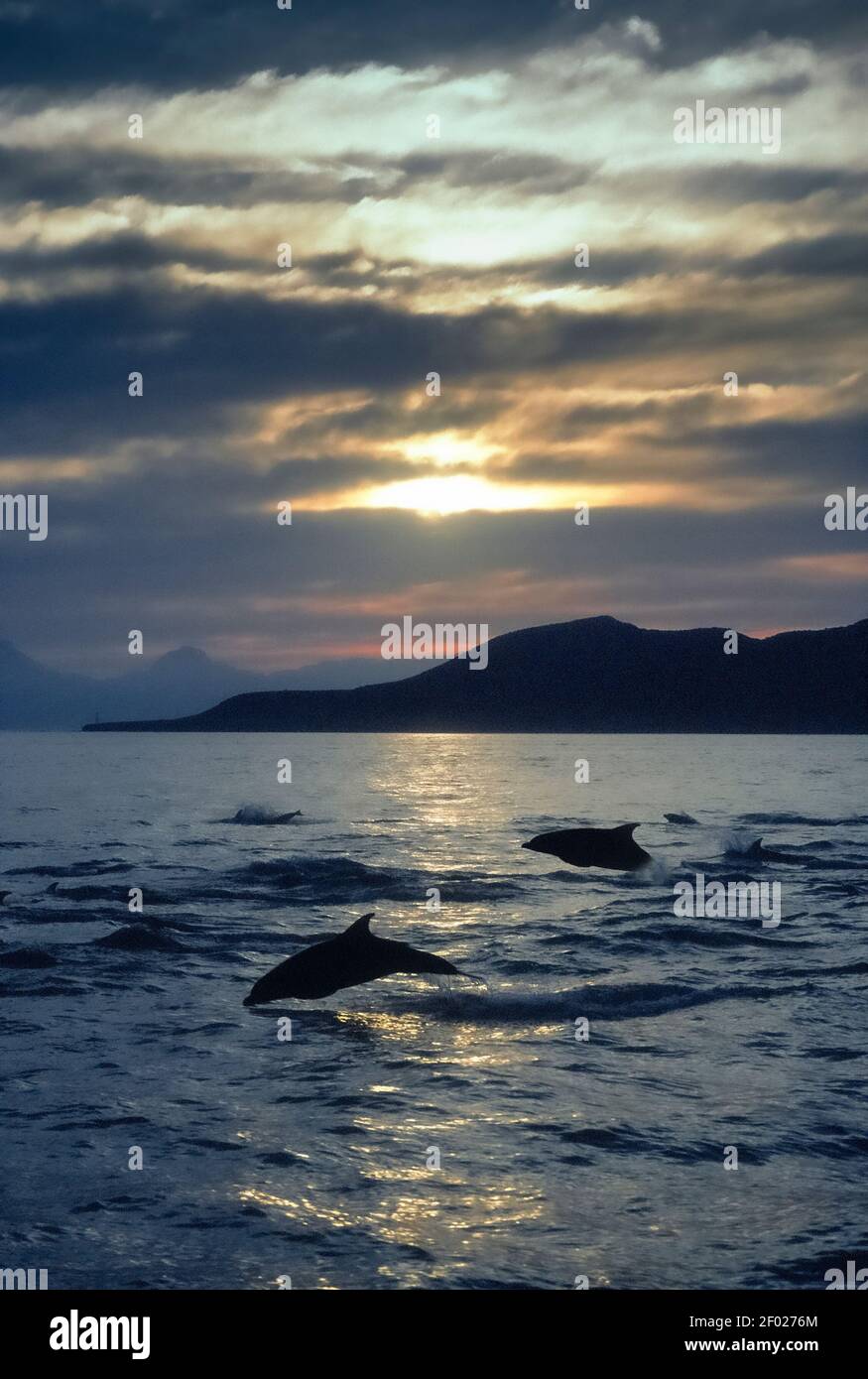 Messico; Baja California; Mare di Cortez; Fauna; mammiferi marini; Delfini tursiopi; Foto Stock
