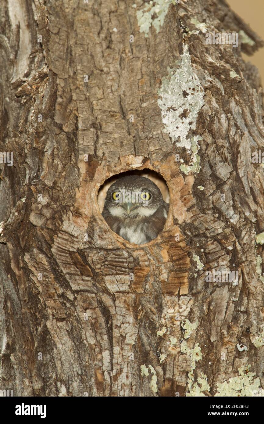 Montagna Pigmy-Owl nestling, gnoma Glaucidium, guardando fuori dalla cavità del nido. Foto Stock
