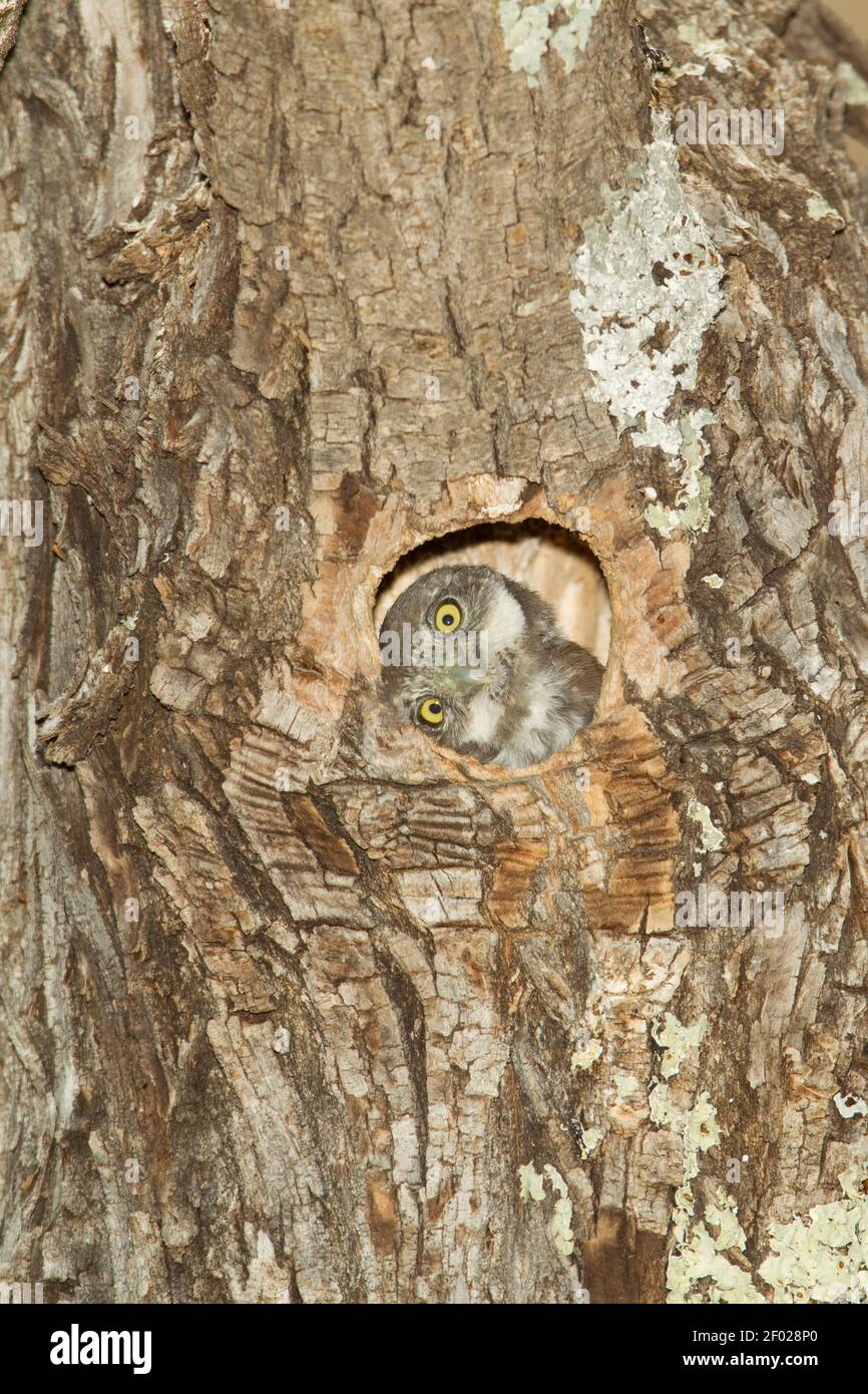 Montagna Pigmy-Owl nestling, gnoma Glaucidium, guardando fuori dalla cavità del nido, testa girata lateralmente. Foto Stock