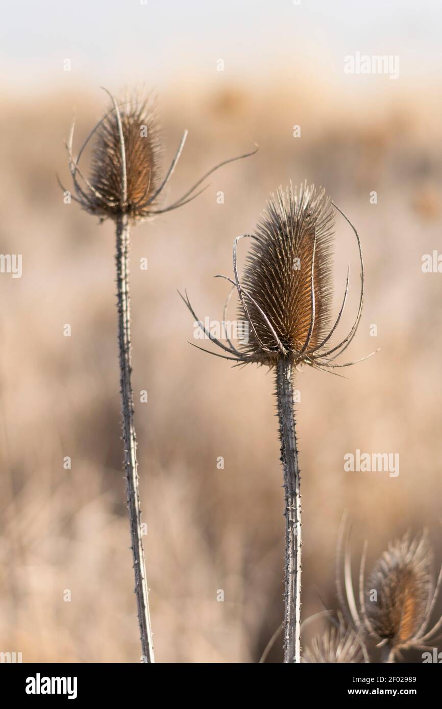 Il tistolo asciutto (Cirsium vulgare) testa di fiore nel mezzo di inverno. Foto Stock