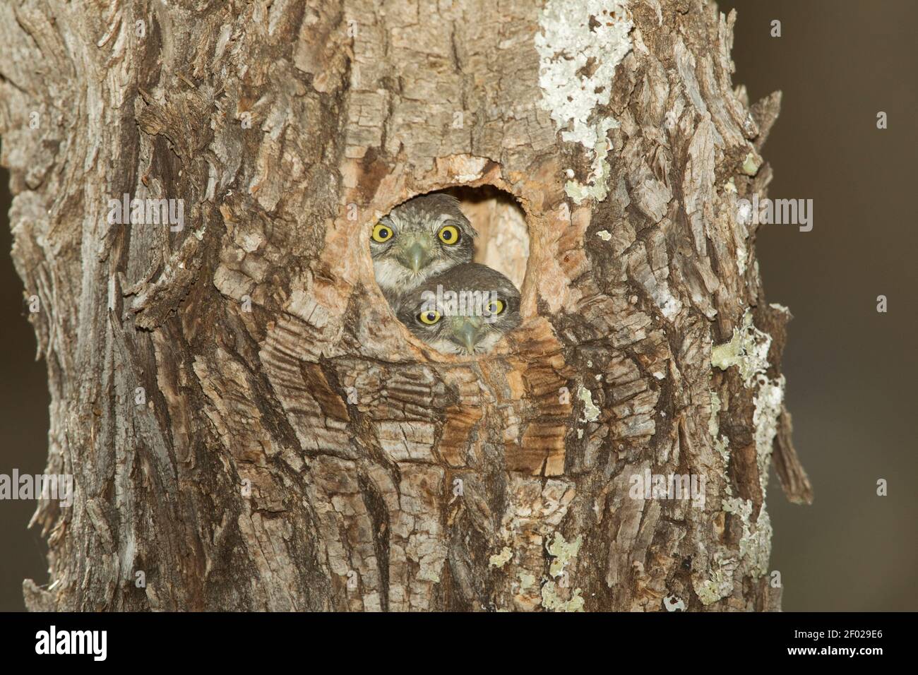 Montagna Pigmy-Owl nestlings, gnoma Glaucidium, guardando fuori dalla cavità del nido. Foto Stock