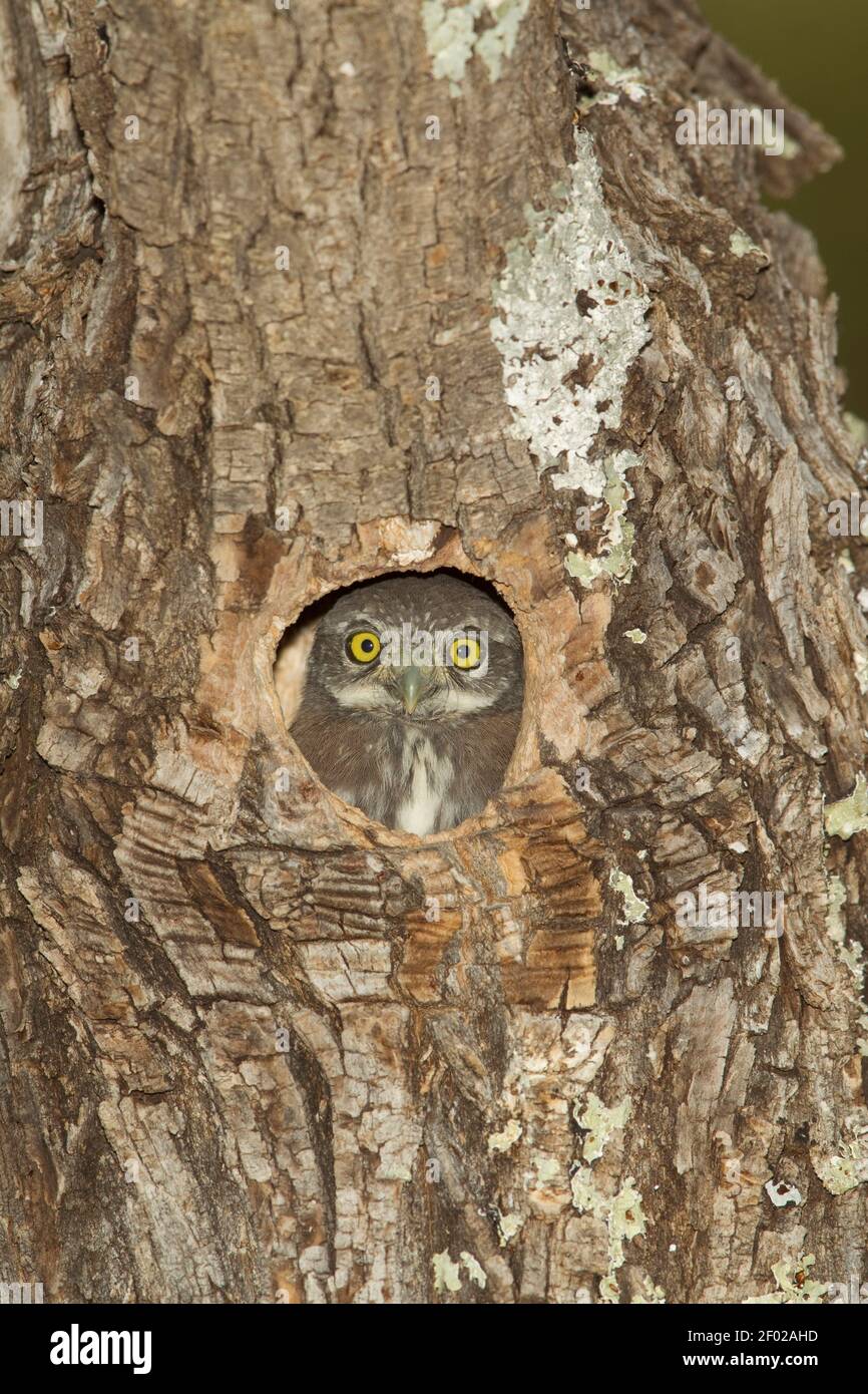 Montagna Pygmy-Owl annidato numero 4, gnoma Glaucidium, ancora all'interno della cavità del nido 5.5 ore dopo il primo nestling volato e 4.5 ore dopo il Foto Stock