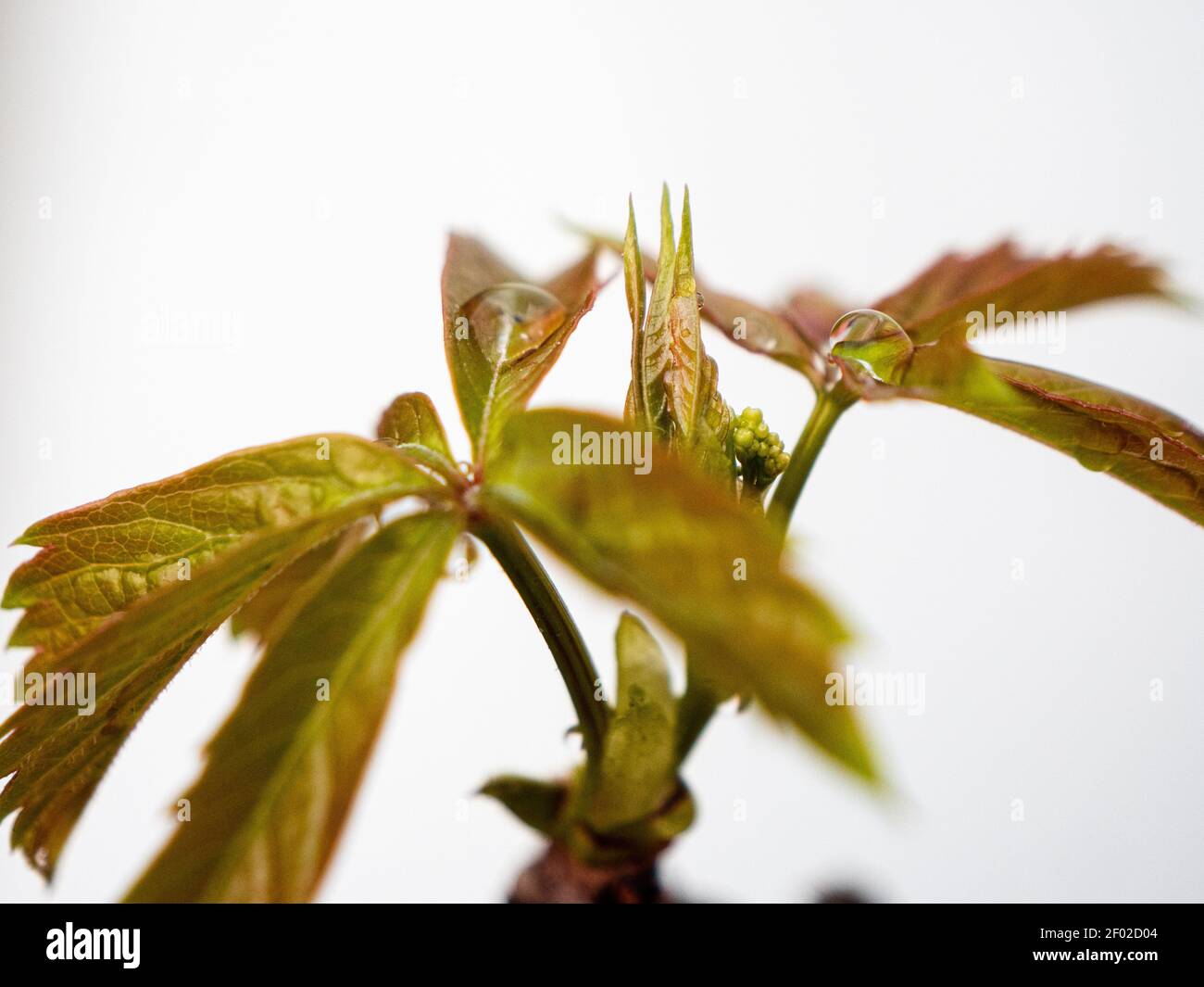 Fiore primavera astratto concetto sfondo. Foglia con goccia a pioggia in primo piano con spazio di testo. Parthenocissus Veitchii uva ornamentale Vine Foto Stock