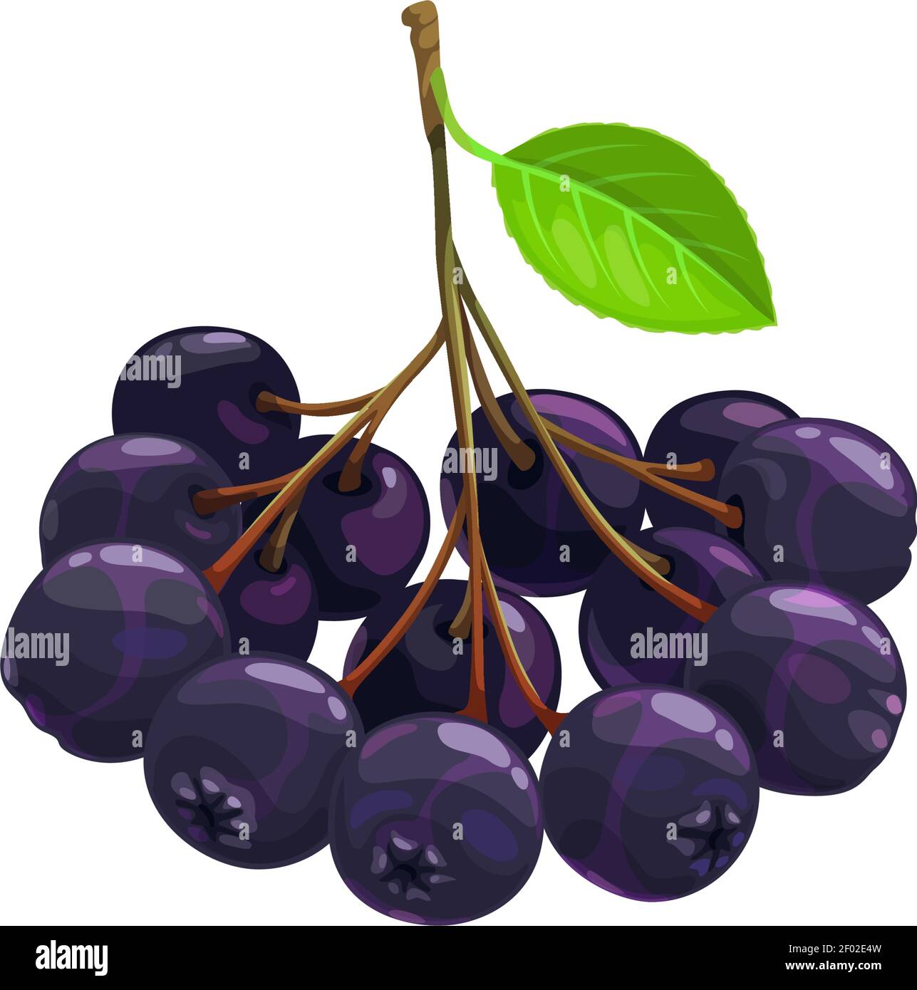 Frutti di bacche di chokeberry nero, cibo da giardino fattoria e foresta selvaggia, vettore piatto icona isolata. Chokeberries nero o choke bacche mazzo raccolto per Illustrazione Vettoriale