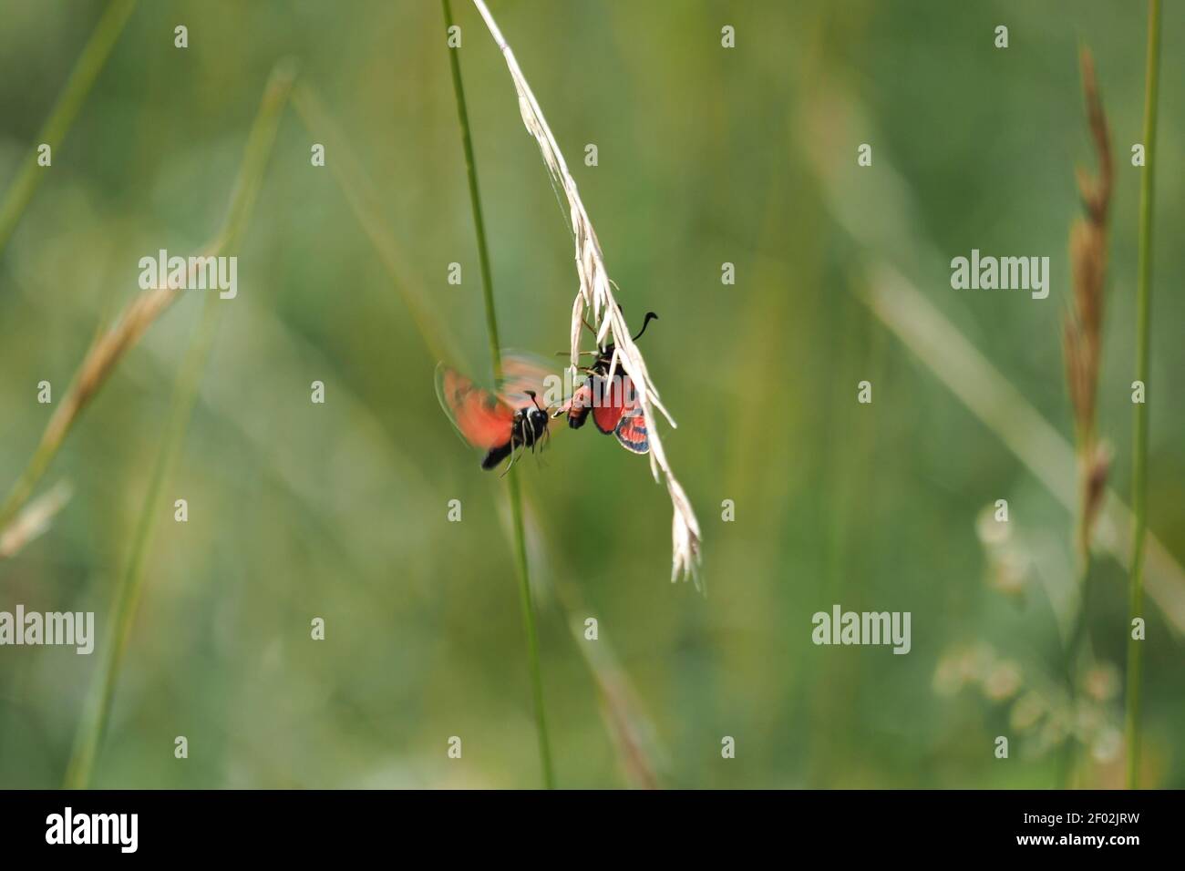 Zygaena fausta è un membro della famiglia Zygaenidae, la famiglia dei burnett. , una foto di intriposo Foto Stock