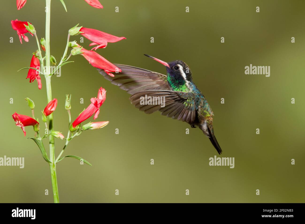 Maschio Hummingbird bianco, Basilinna leucotis, che si nutra a Penstemon barbatus. Foto Stock