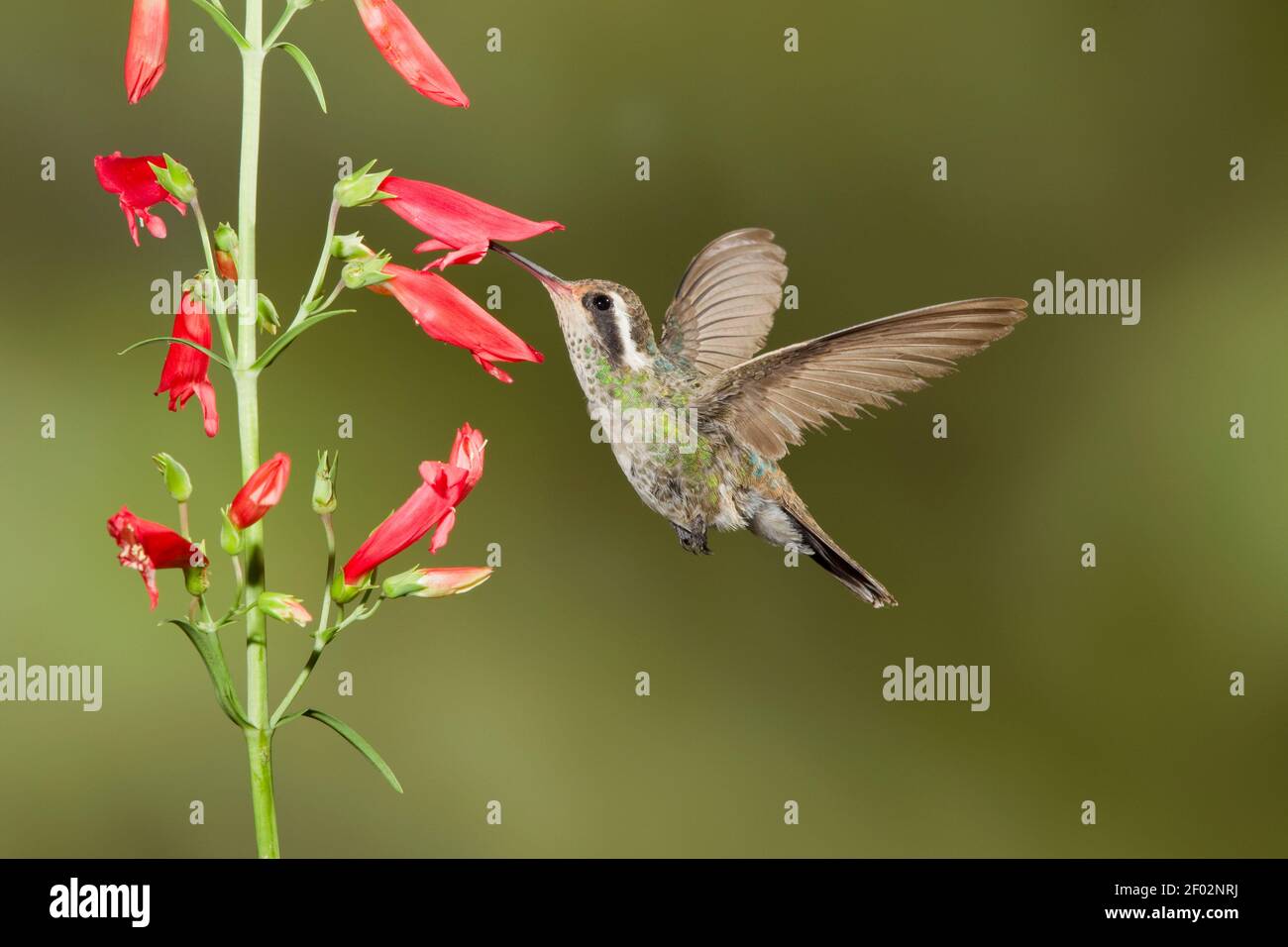 Femmina di colibrì di colore bianco, Basilinna leucotis, che mangia a Penstemon barbatus. Foto Stock