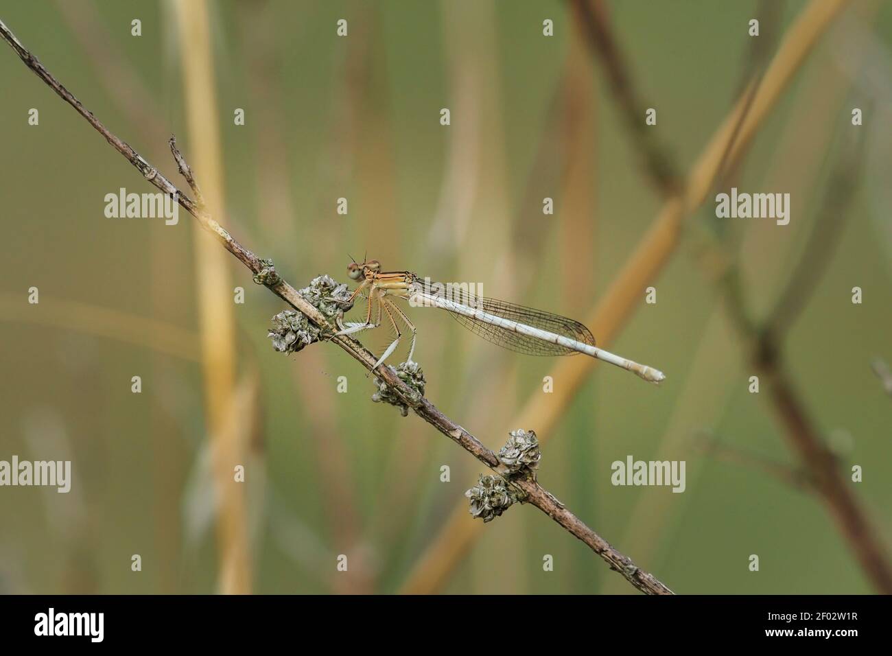 Il piede bianco (Platycnemis latipes) è un damselfly. , una foto di intriposo Foto Stock