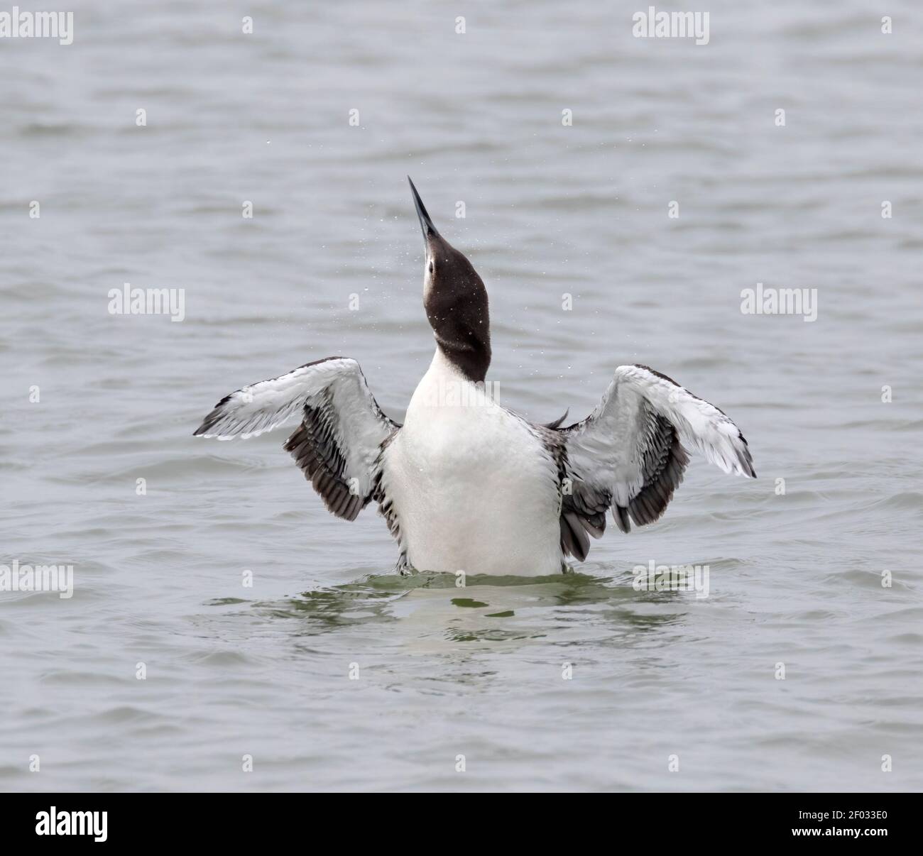 Comune Loon (Gavia immer) in inverno piumaggio, primo piano Foto Stock