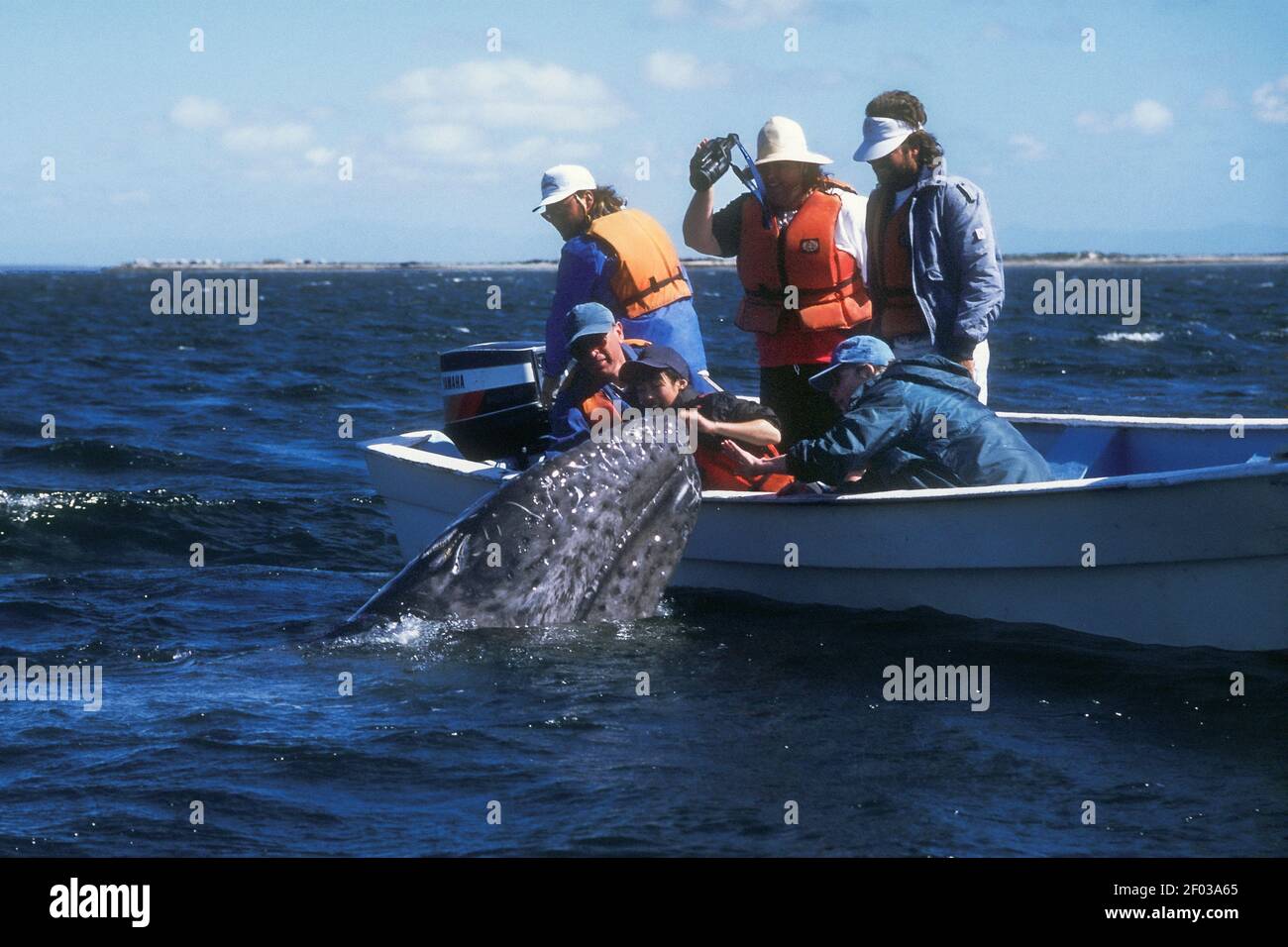 Nord America; Messico; Oceano Pacifico; Laguna di San Ignacio; Fauna; Mammiferi marini; balene; balene grigie; Eschrichtius robusta; 'balene amichevoli' con Wh Foto Stock
