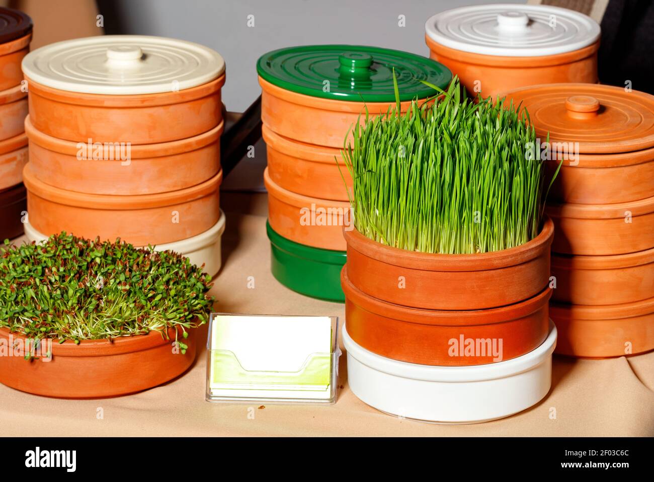 Germogli di grano verde e legumi in contenitori di argilla speciali, dieta di fitness, dieta sana, naturale, primo piano, spazio di copia. Foto Stock