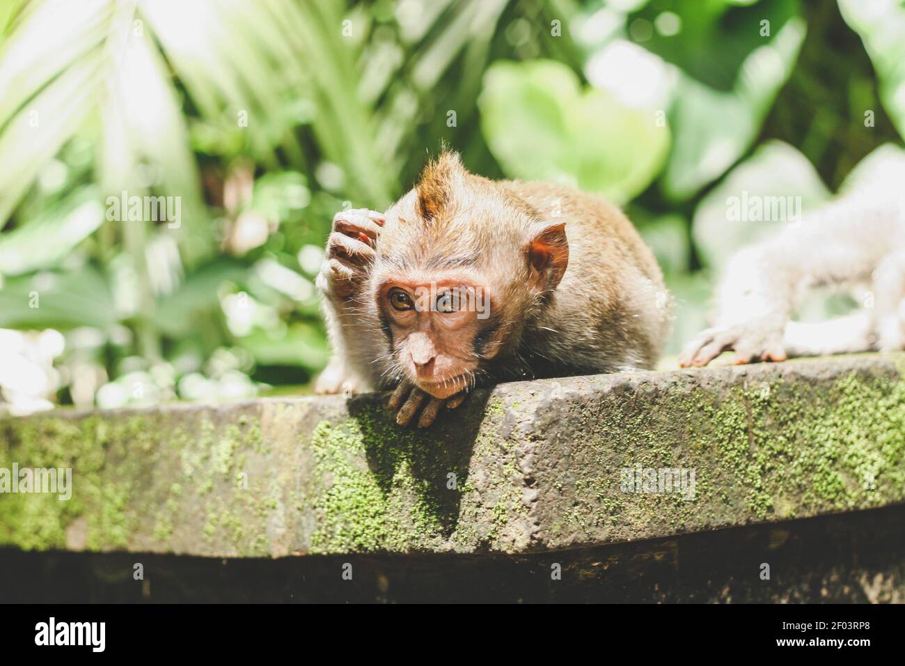 Macaco di scimmia pigro annoiato o il macaco dalla coda lunga che giace e si riposa nella giungla. Primo piano Foto Stock