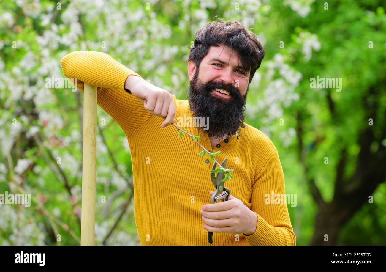 Uomo bearded con forbici da giardino. Lavoro in giardino. Molla. Piante. Giardinaggio. Eco-fattoria. Foto Stock