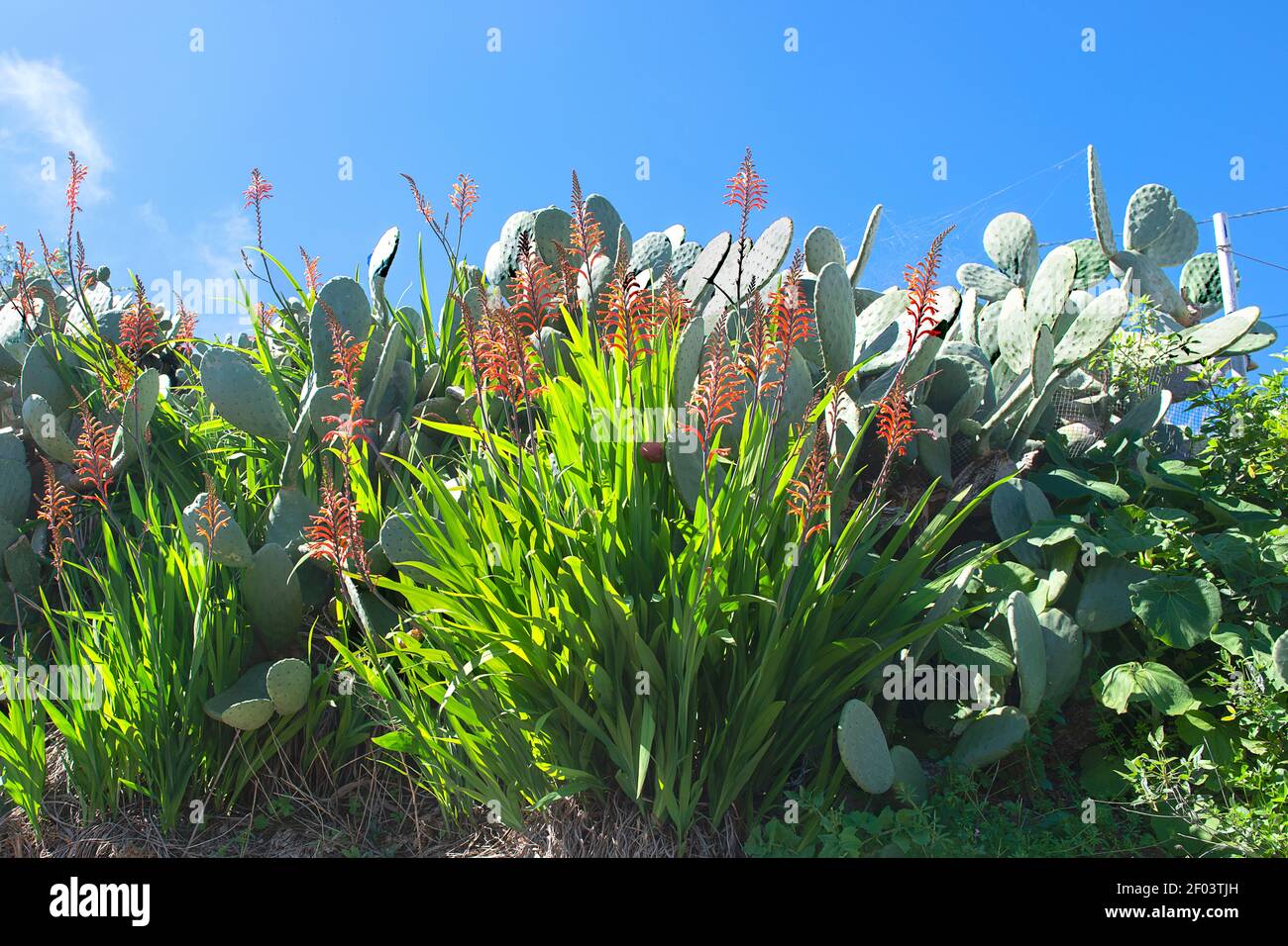 Aloe veras e mondo di montagna della Gran Canaria, Spagna Foto Stock