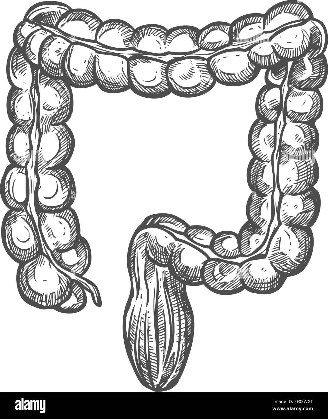 Icona dell'intestino crasso, vettore isolato dell'organo del sistema digestivo. Schizzo trasversale del colon e del retto Illustrazione Vettoriale