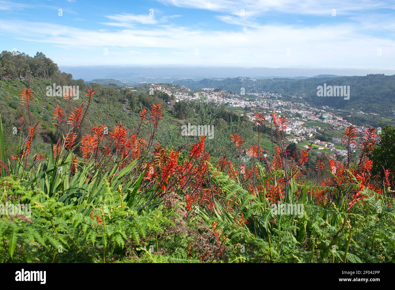 Aloe vera e mondo di montagna della Gran Canaria, Spagna Foto Stock