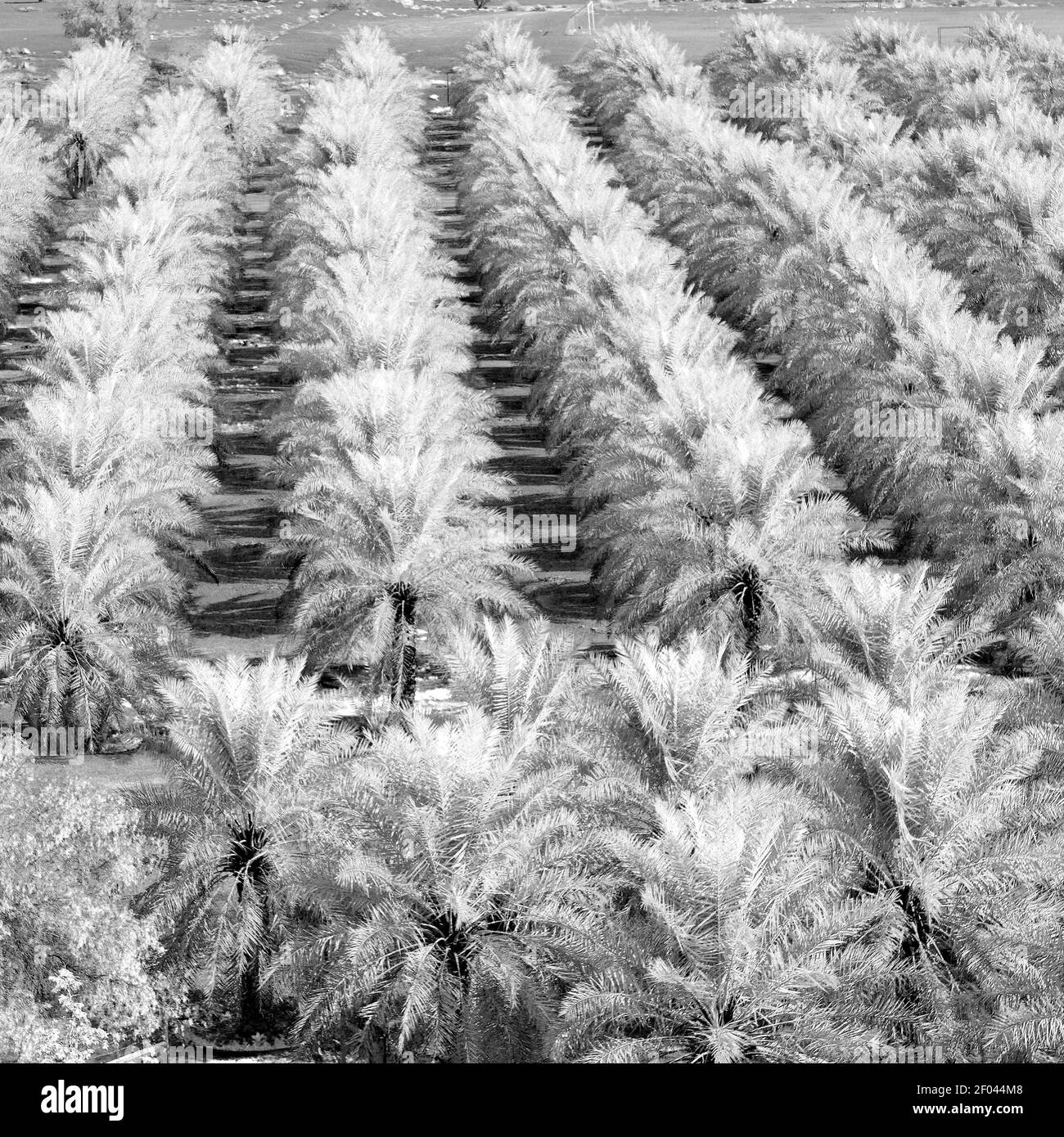 Nel giardino di oman e la coltivazione di frutti di palma da alta Foto Stock