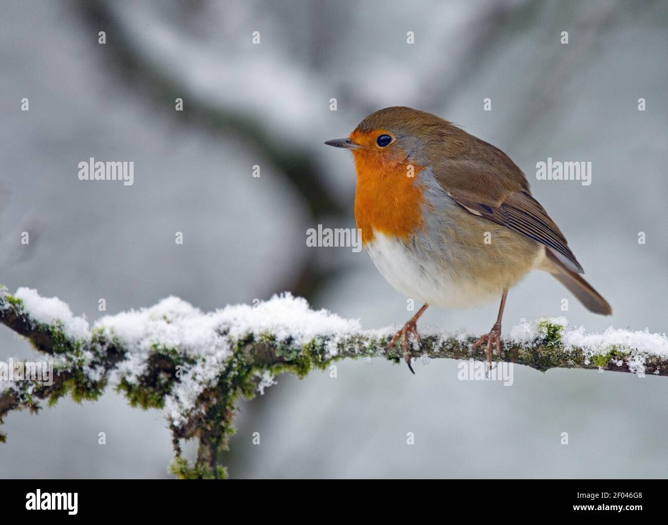 European Robin appollaiato sul ramo innevato Foto Stock