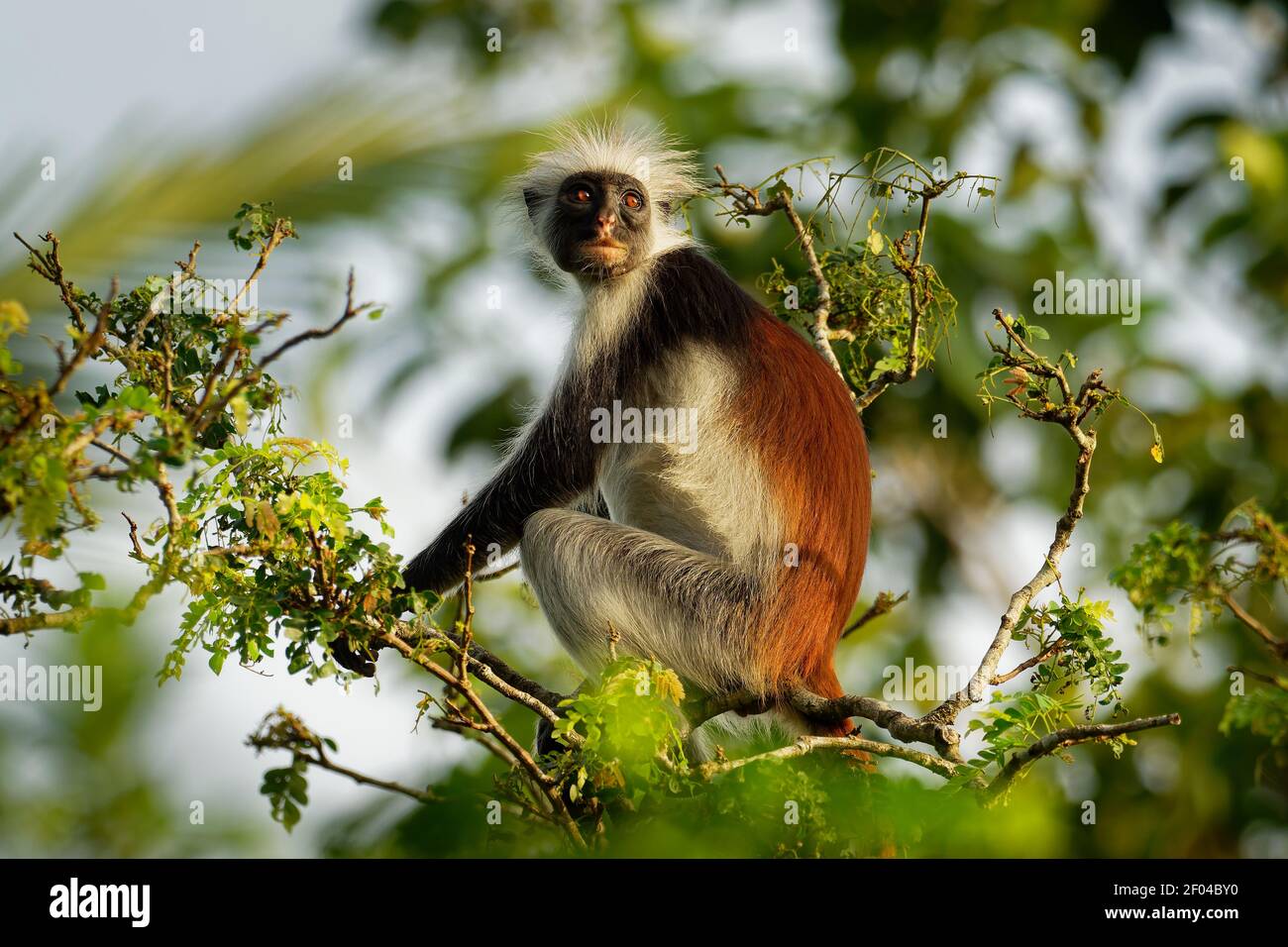 Zanzibar Colobus Rosso - scimmia Piliocolobus kirkii endemica di Unguja, isola principale dell'Arcipelago di Zanzibar, al largo della costa della Tanzania, conosciuta anche come Kir Foto Stock