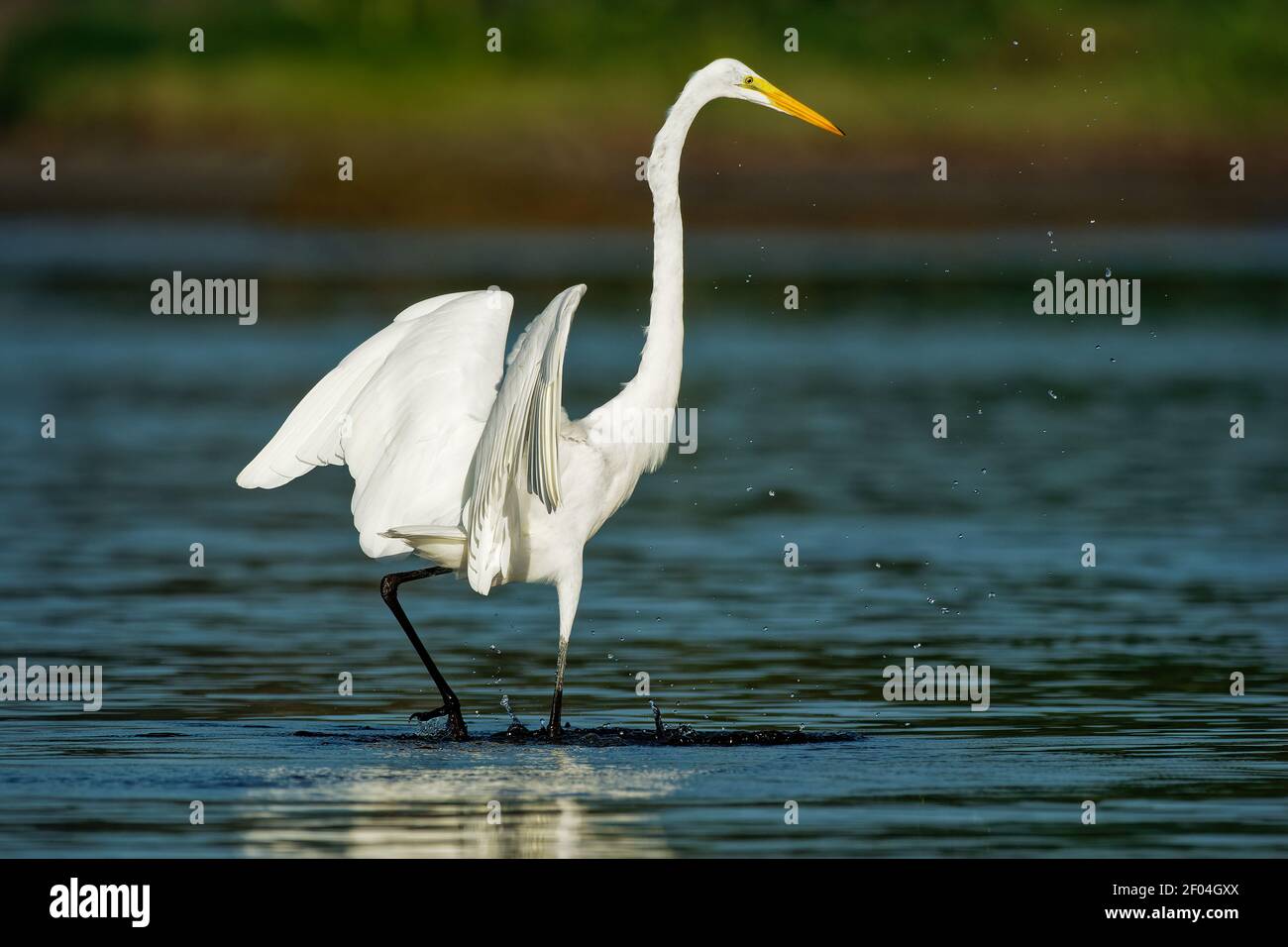 Grande Eret - Ardea alba anche comune o grande egret, grande egret bianco o airone, ampiamente distribuito egret trovato in Asia, Africa, Americhe ed Euro Foto Stock