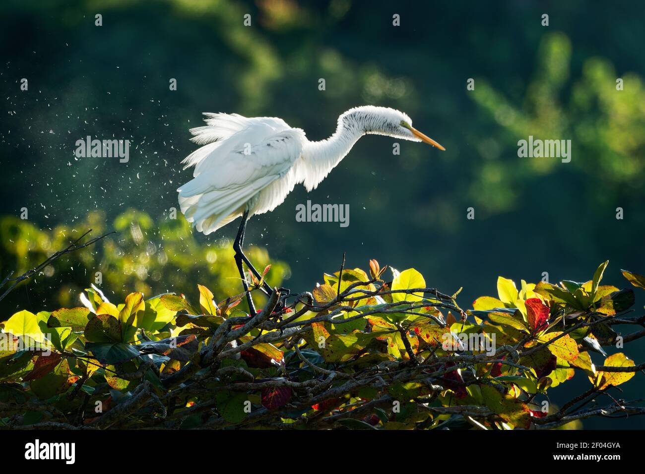 Grande Eret - Ardea alba anche comune o grande egret, grande egret bianco o airone, ampiamente distribuito egret trovato in Asia, Africa, Americhe ed Euro Foto Stock