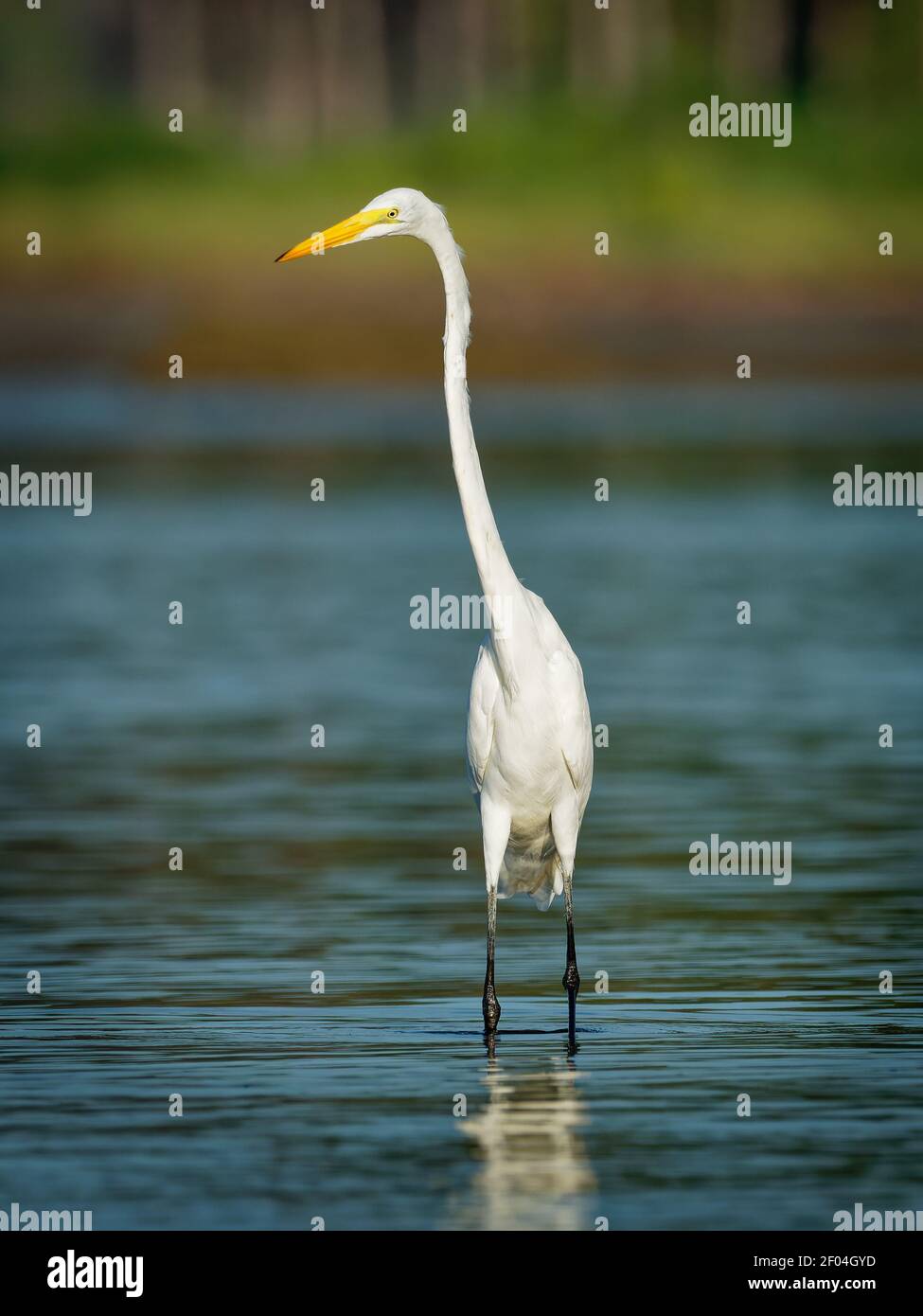 Grande Eret - Ardea alba anche comune o grande egret, grande egret bianco o airone, ampiamente distribuito egret trovato in Asia, Africa, Americhe ed Euro Foto Stock