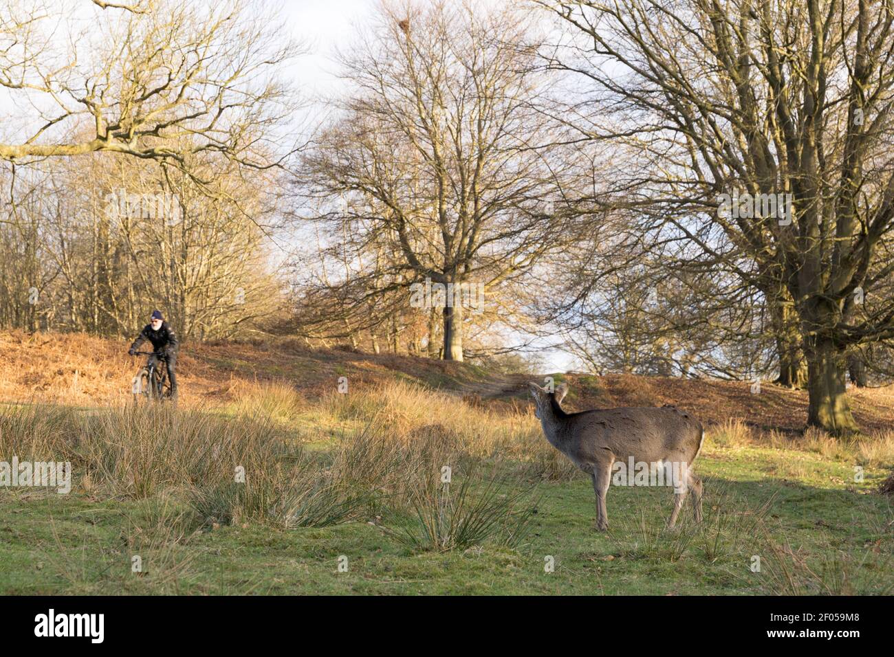 Un ciclista che cavalcava un sentiero sorprense un cervo di fila al pascolo nel caldo sole invernale del pomeriggio, nel parco di campagna, Kent Foto Stock