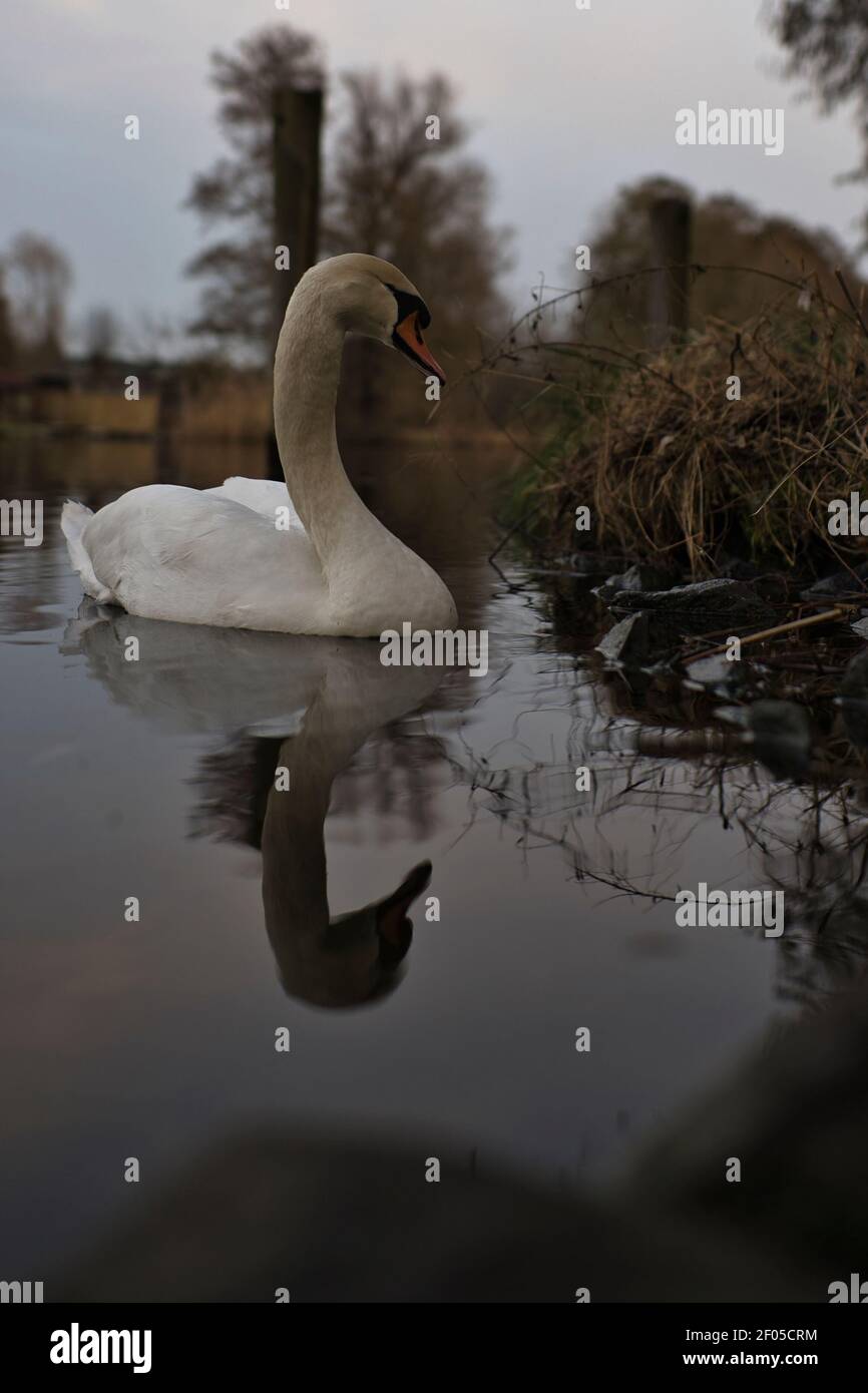 Swan Foto Stock