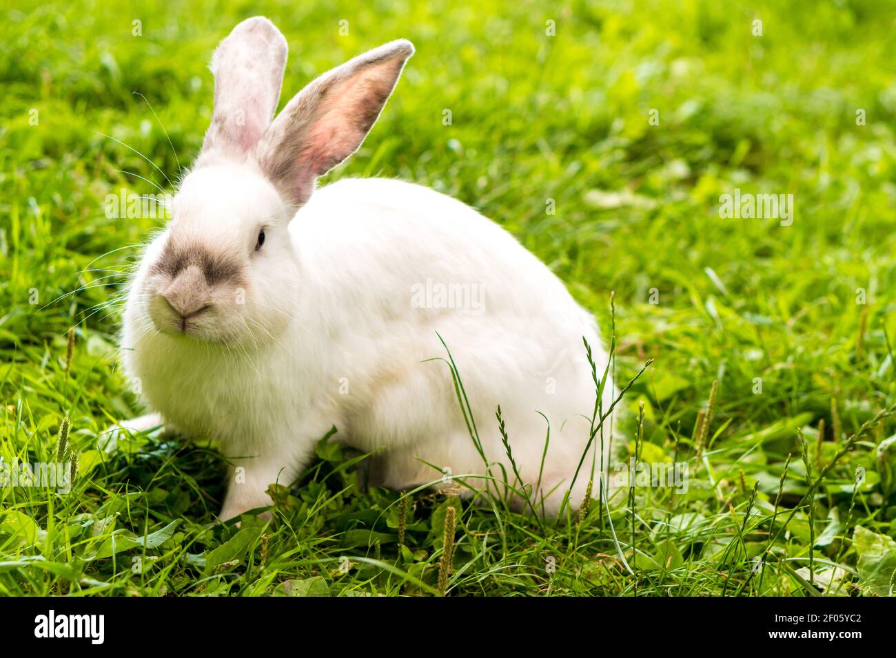 grande adulto spaventato coniglio bianco guardare la macchina fotografica si siede sullo sfondo di prato verde. Lepre in gnaws di prato selvatico e mangia l'erba in primavera o in estate Foto Stock