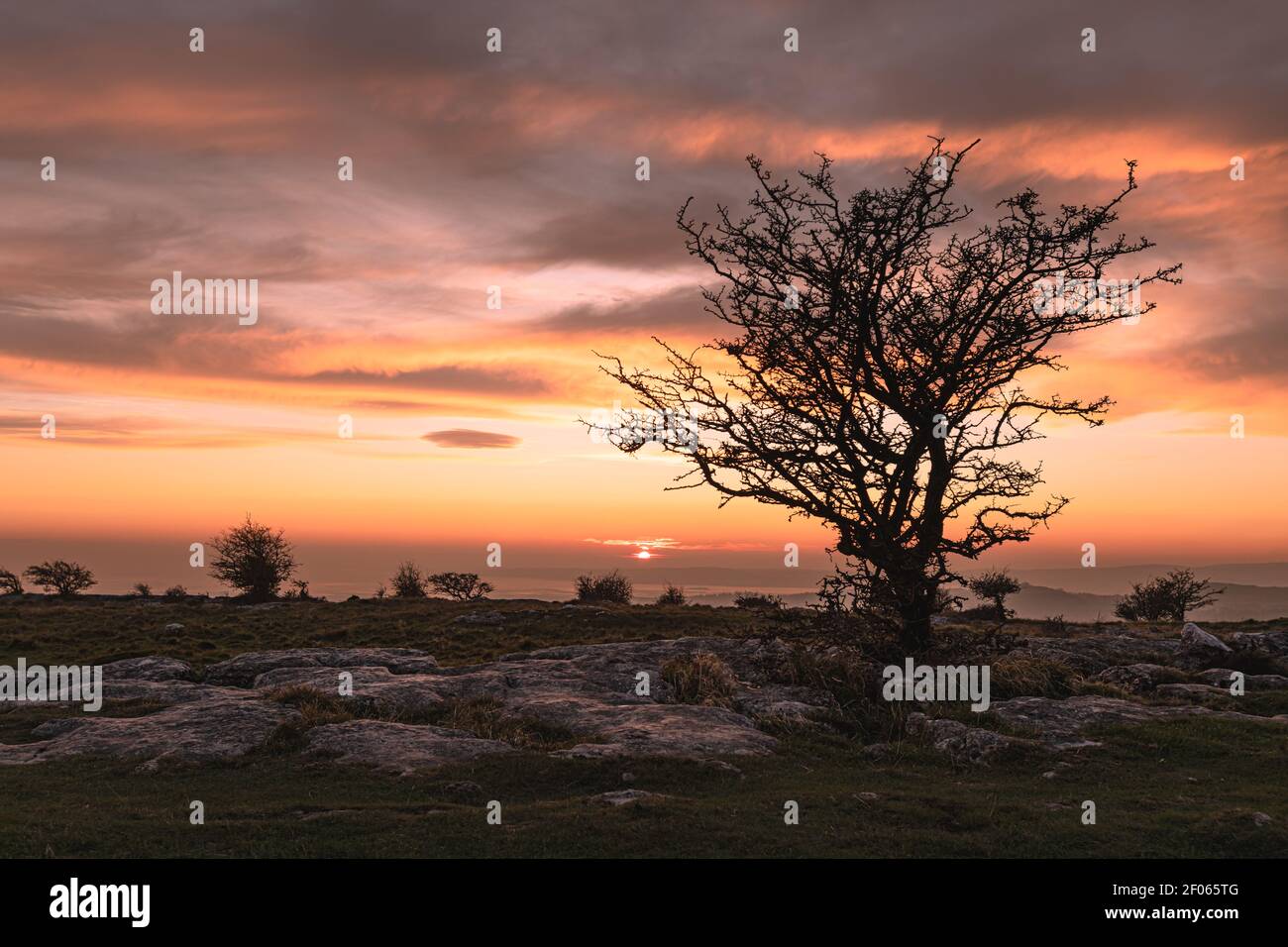 Lone, albero spazzato dal vento su Hampsfell, con una silhouette che si contrappone a un tramonto mozzafiato cielo Foto Stock