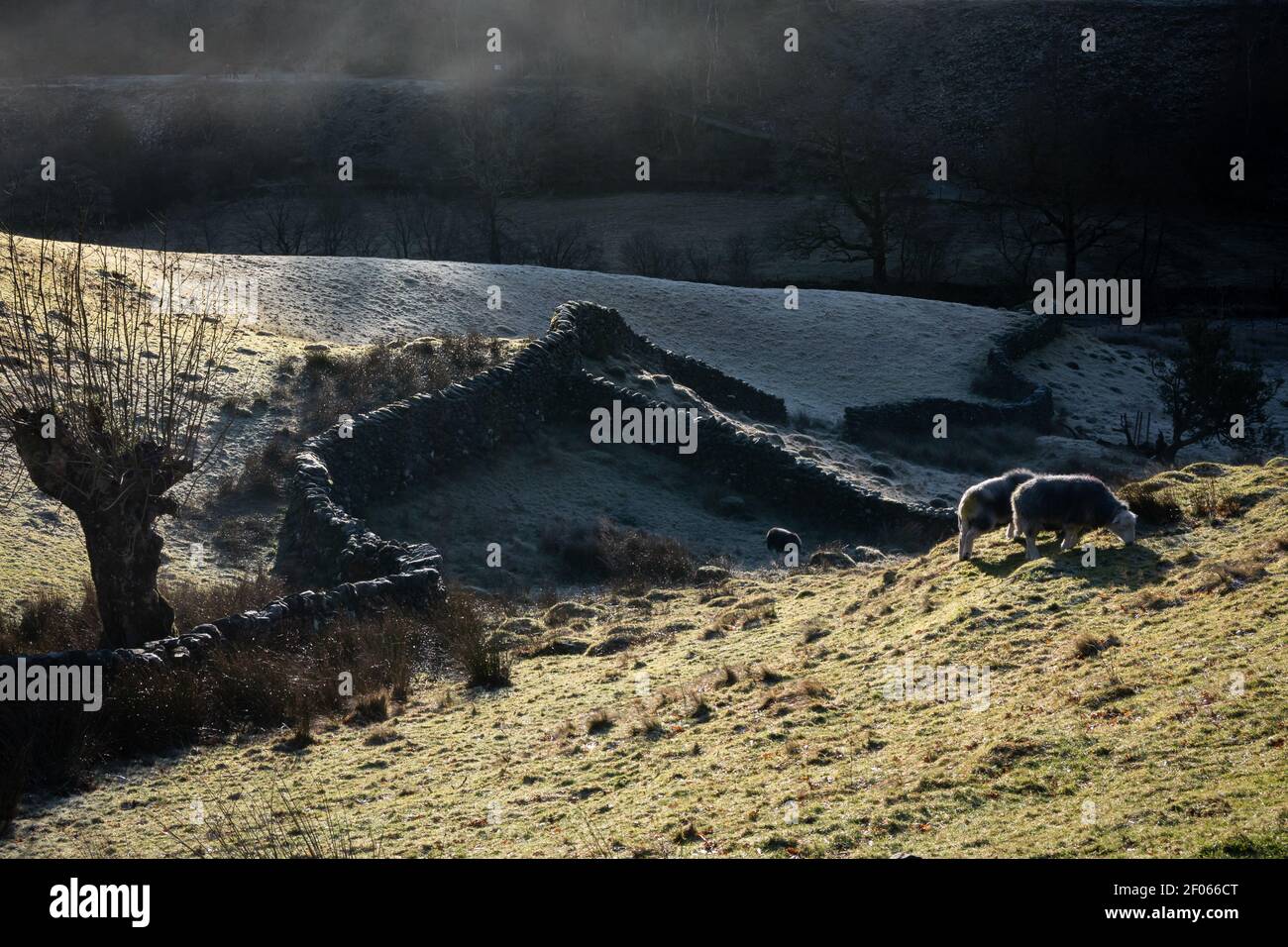 Herdwick pecora di ritorno illuminato dal sole basso su un Mattina invernale gelida a Little Langdale Foto Stock